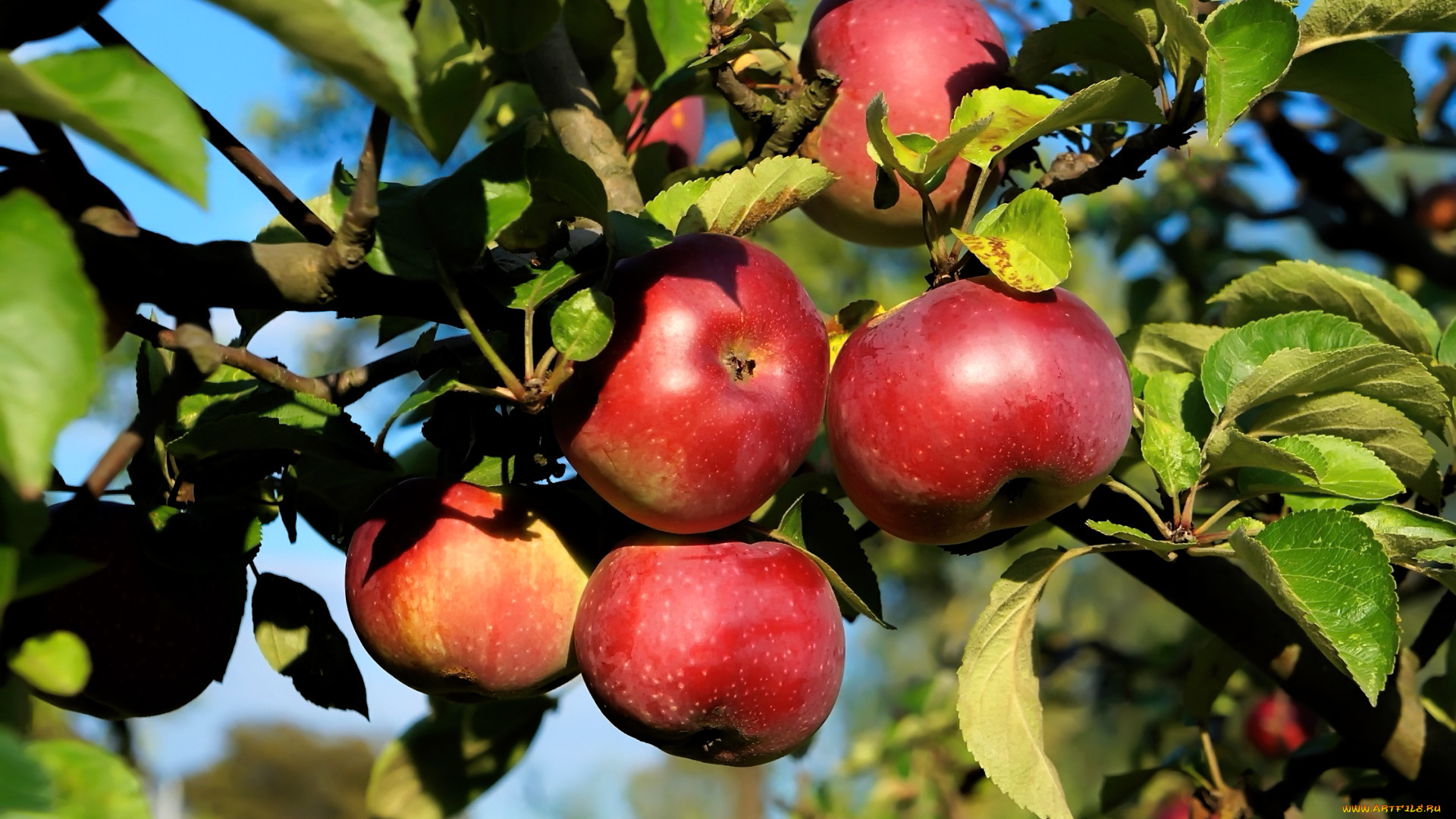 природа, плоды, яблоки, ветка