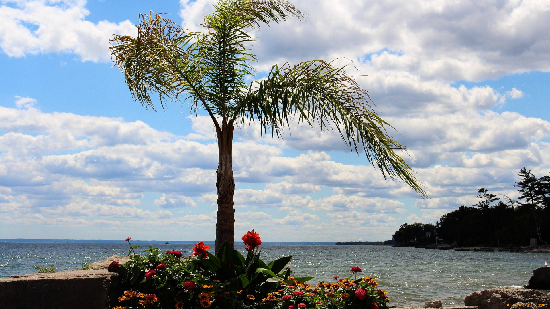 природа, побережье, море, пальма, цветы, камни
