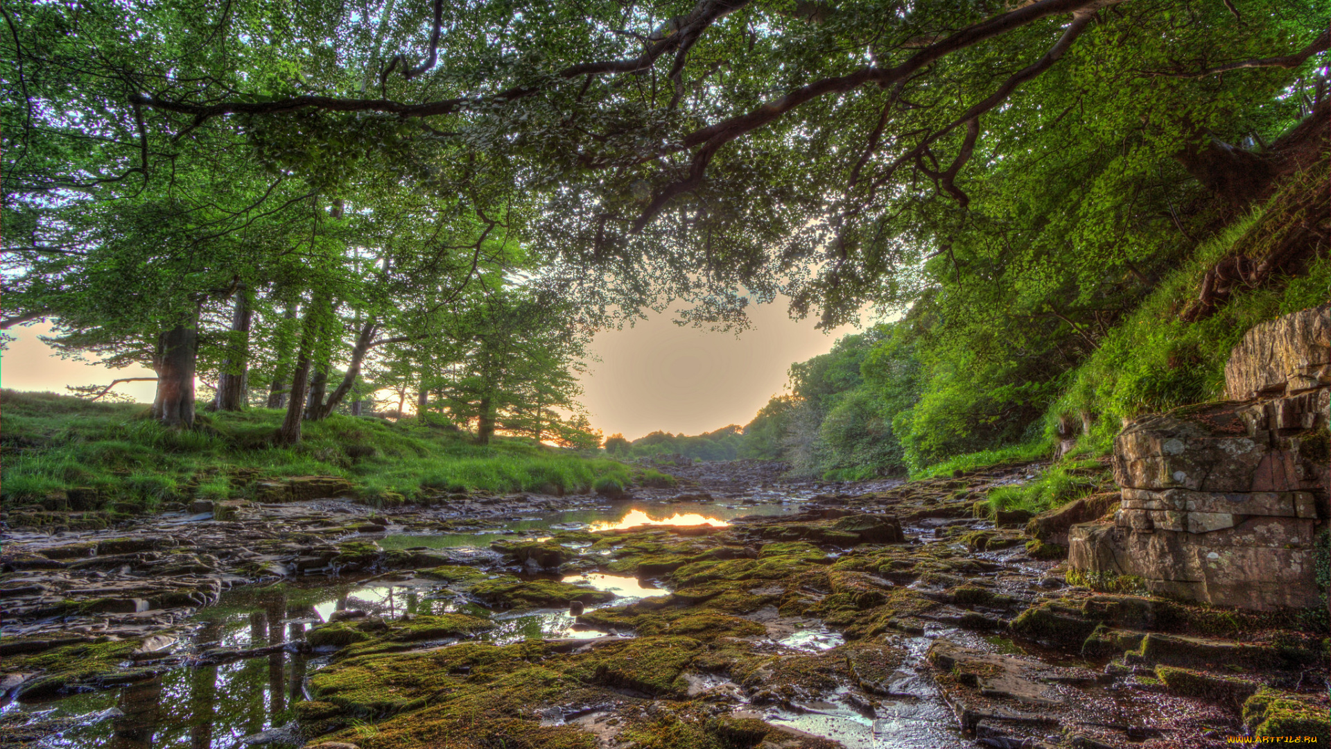 природа, реки, озера, река, лес