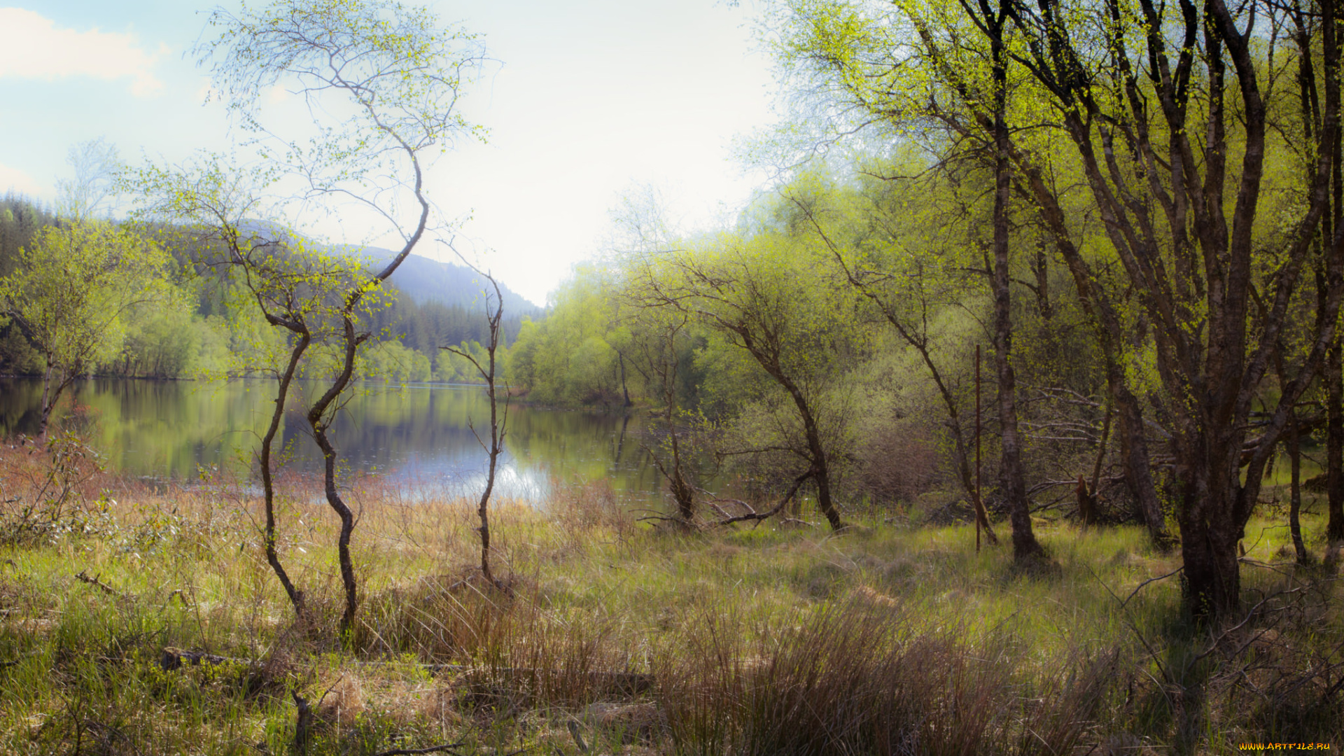 природа, реки, озера, река, лес