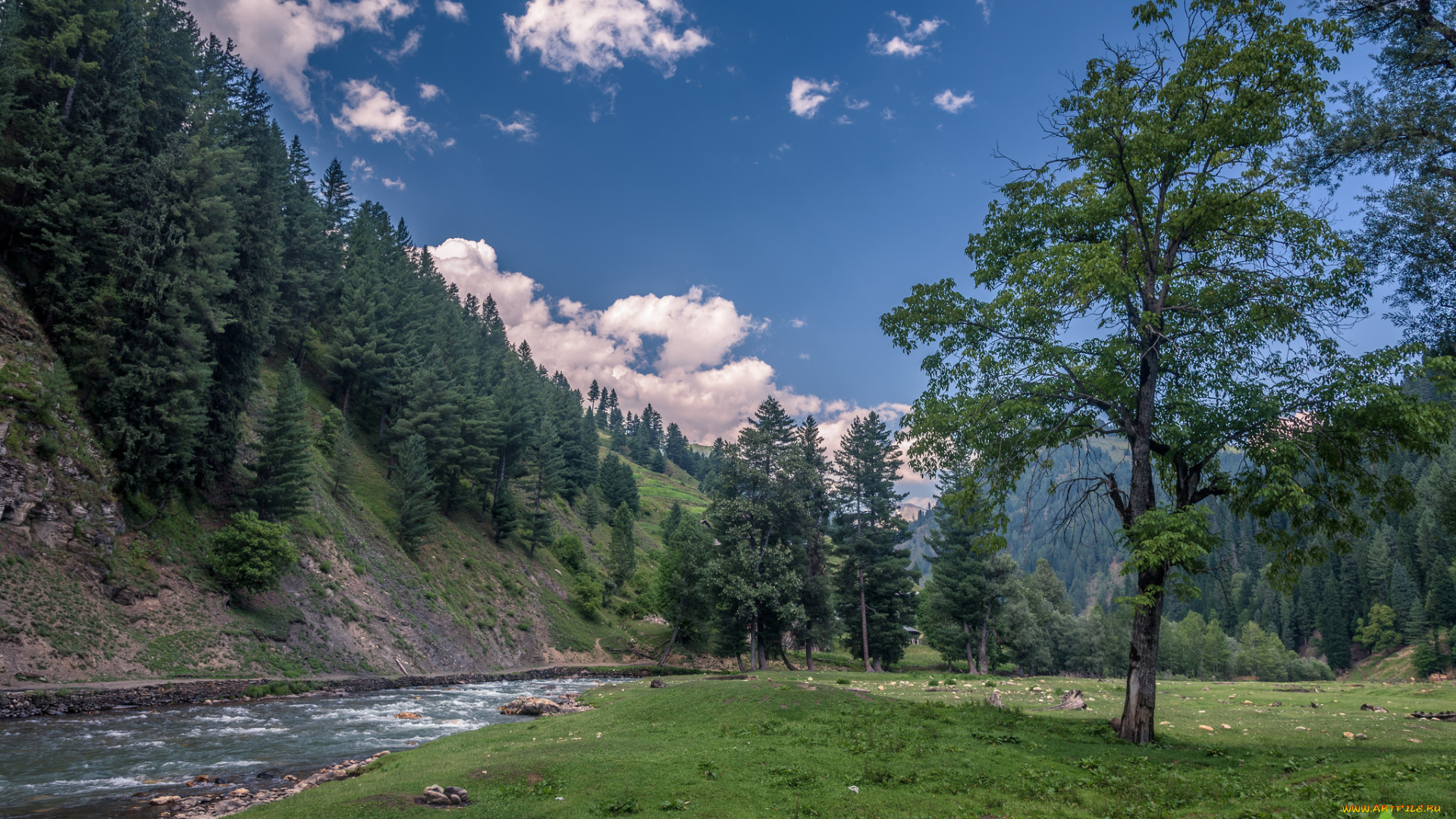 природа, реки, озера, река, лес