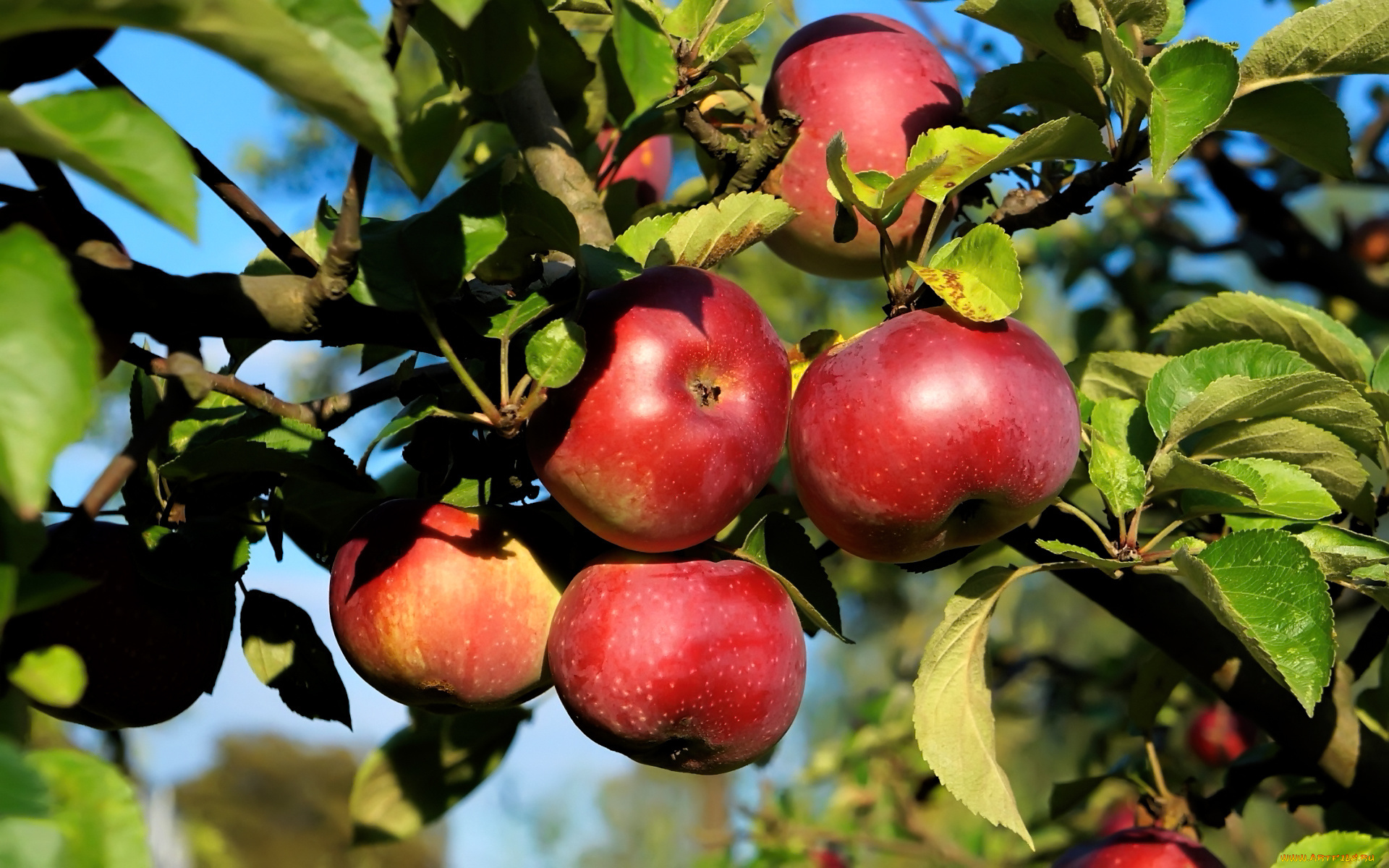 природа, плоды, яблоки, ветка