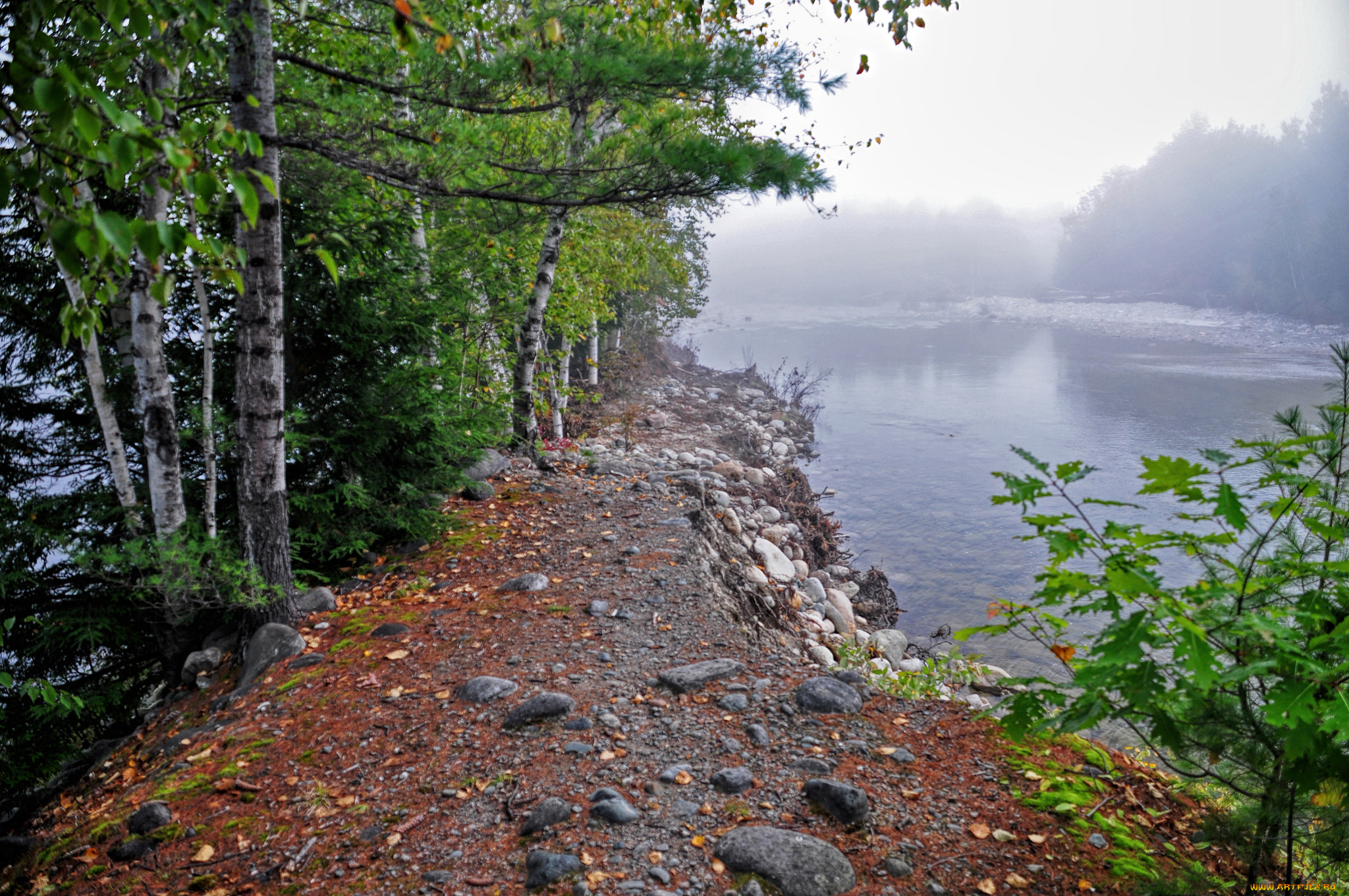 природа, реки, озера, река, лес