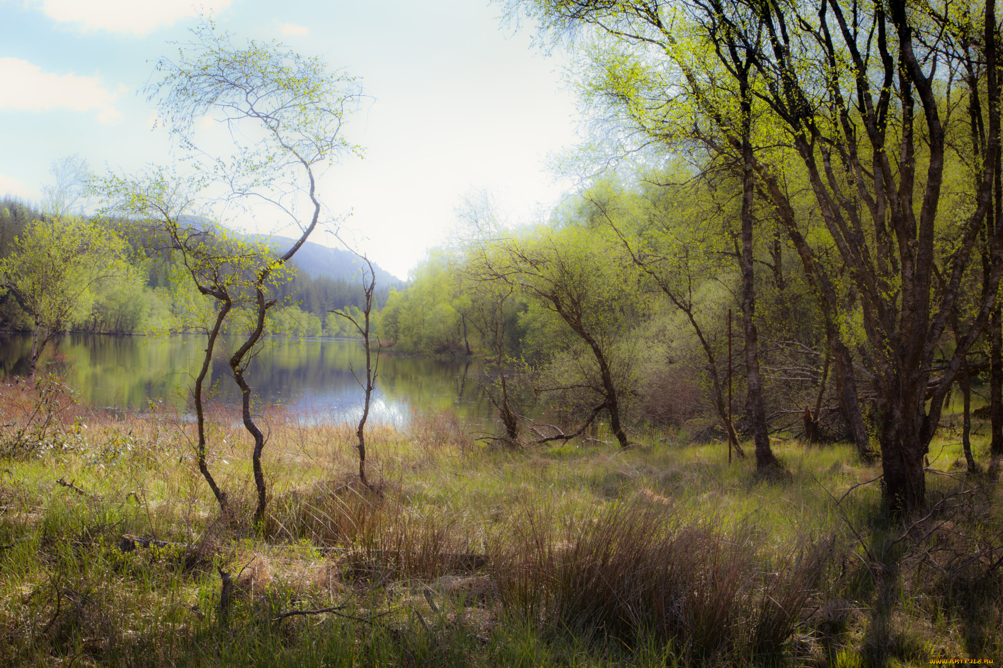 природа, реки, озера, река, лес