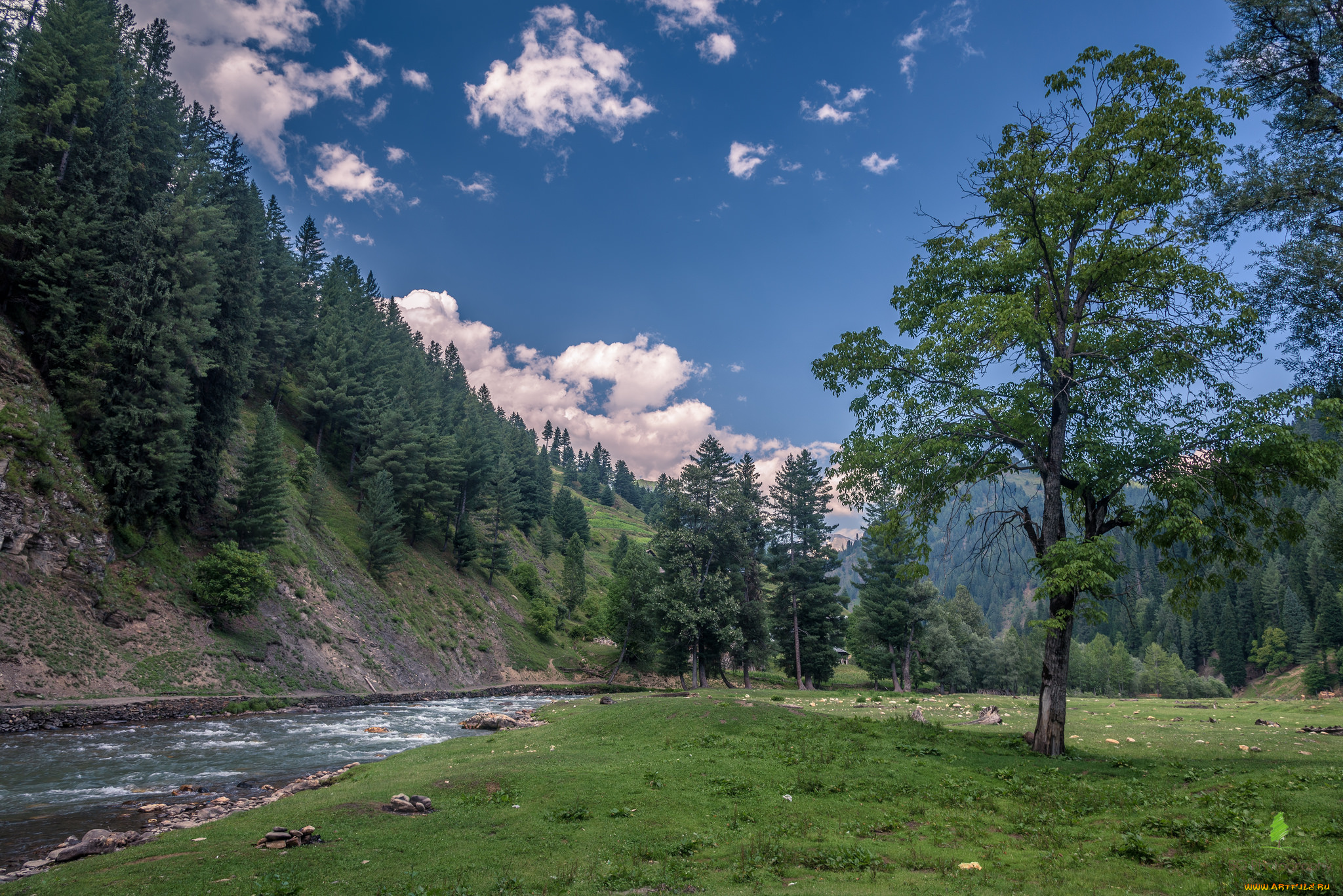 природа, реки, озера, река, лес