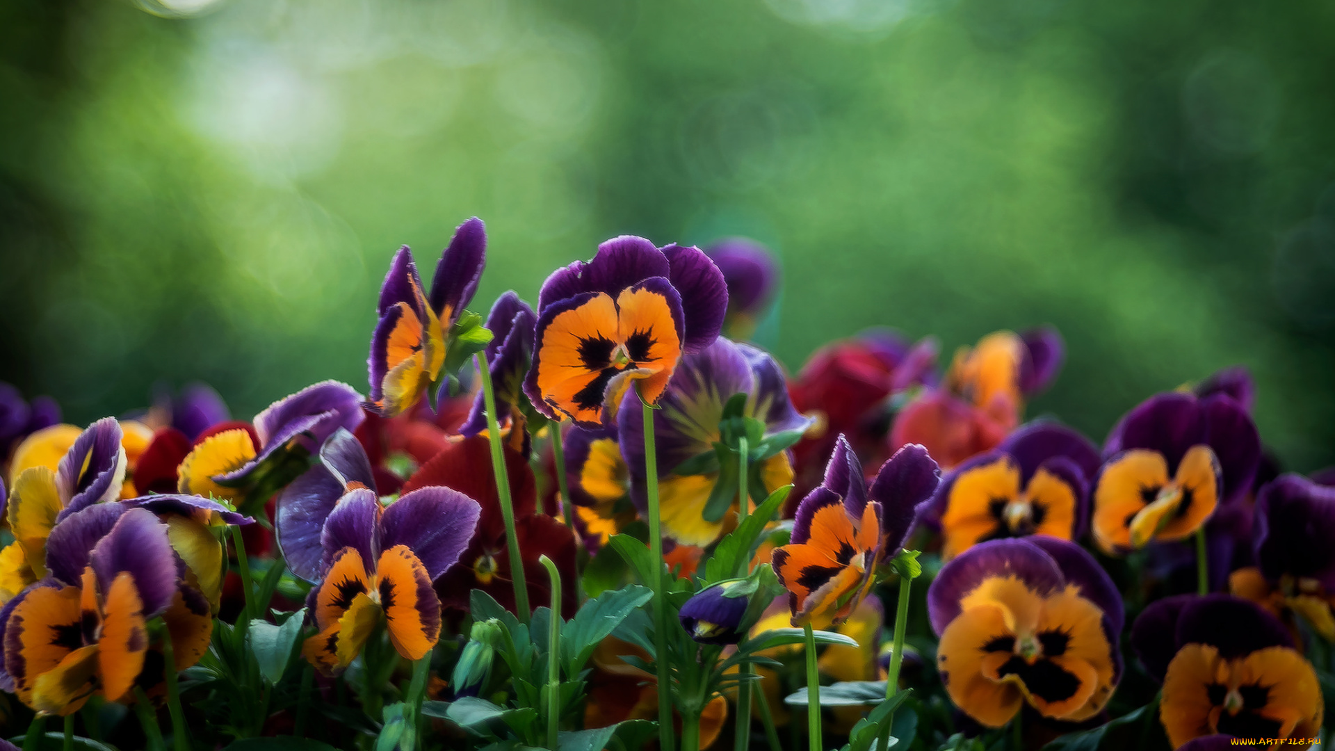 цветы, анютины, глазки, , садовые, фиалки, дача, сад, виола, анютины, глазки, лето, июнь, роса, макро, утро