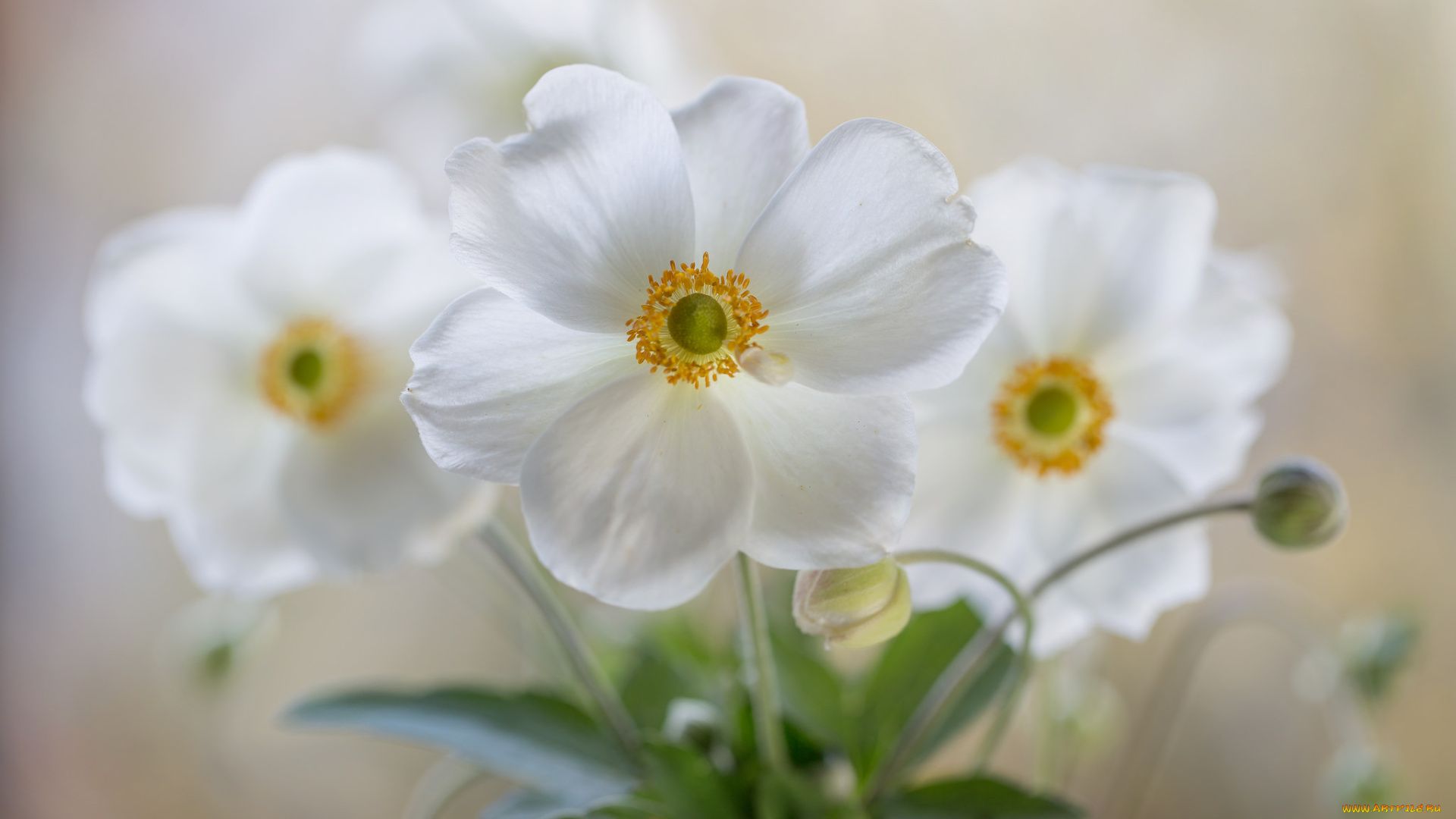 цветы, белые, букет, фон