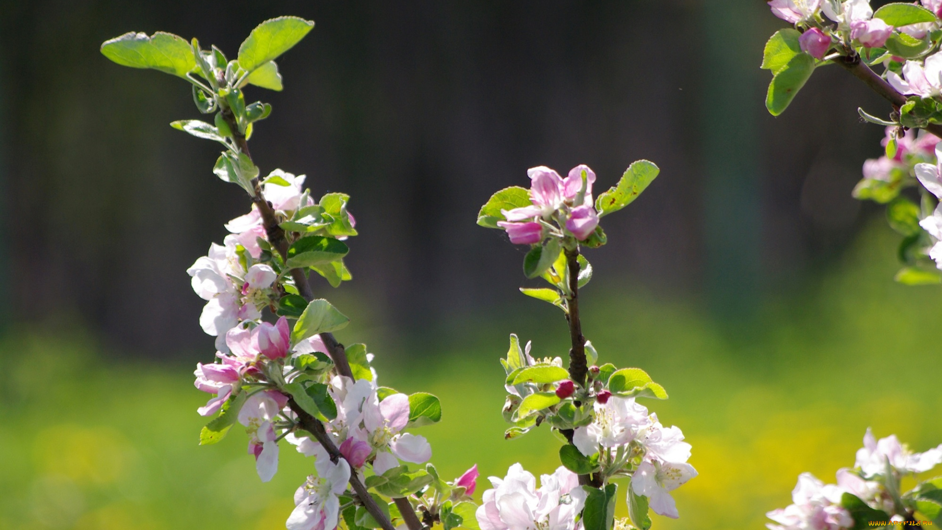 цветы, цветущие, деревья, , , кустарники, весна, яблони