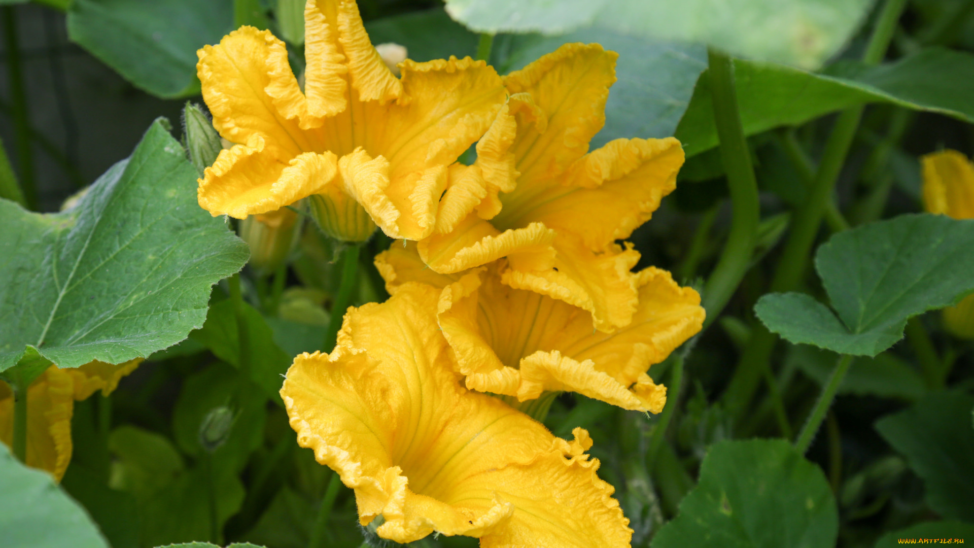 цветы, цветущие, овощи, , ягоды, листья, тыква, первоцвет, цветение