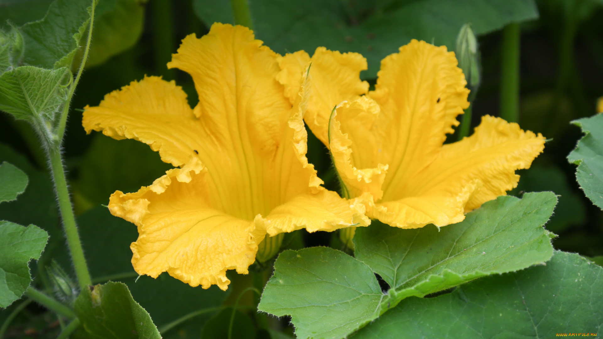 цветы, цветущие, овощи, , ягоды, тыквы, цветение, желтый, соцветие, листья