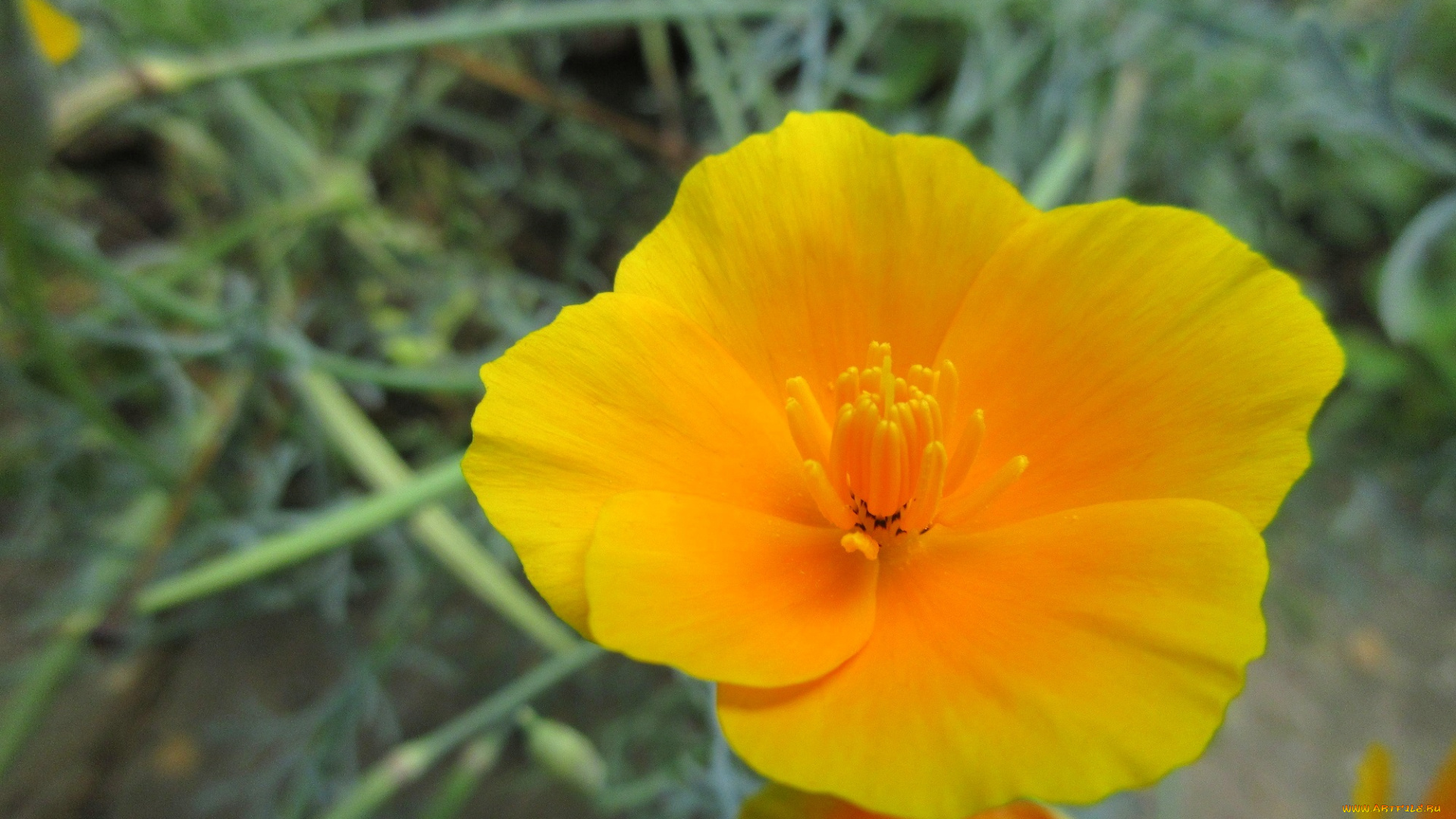 цветы, эшшольция, , калифорнийский, мак, цвет, макро