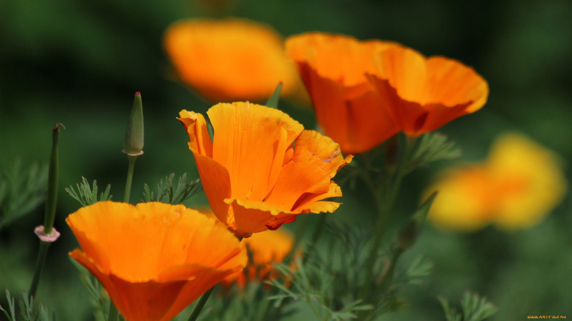 цветы, эшшольция, , калифорнийский, мак, эшшольция, цетение, природа, лето, красота, дача