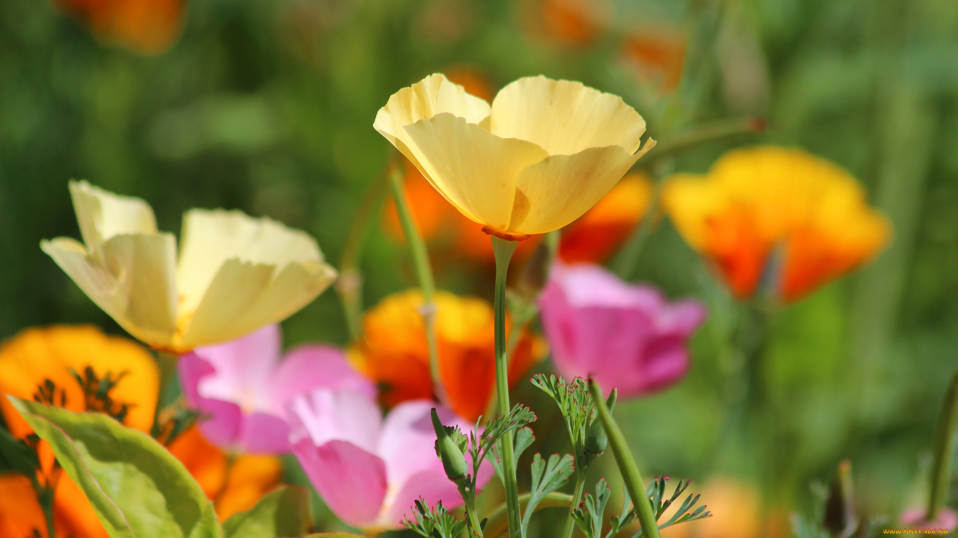 цветы, эшшольция, , калифорнийский, мак, лето, природа, дача, эшшольция, цветение