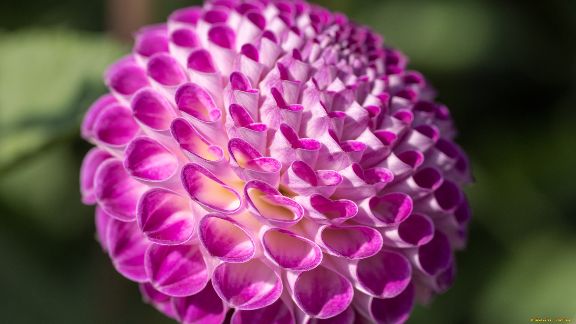 цветы, георгины, лепестки, бутоны, георгин, цветение