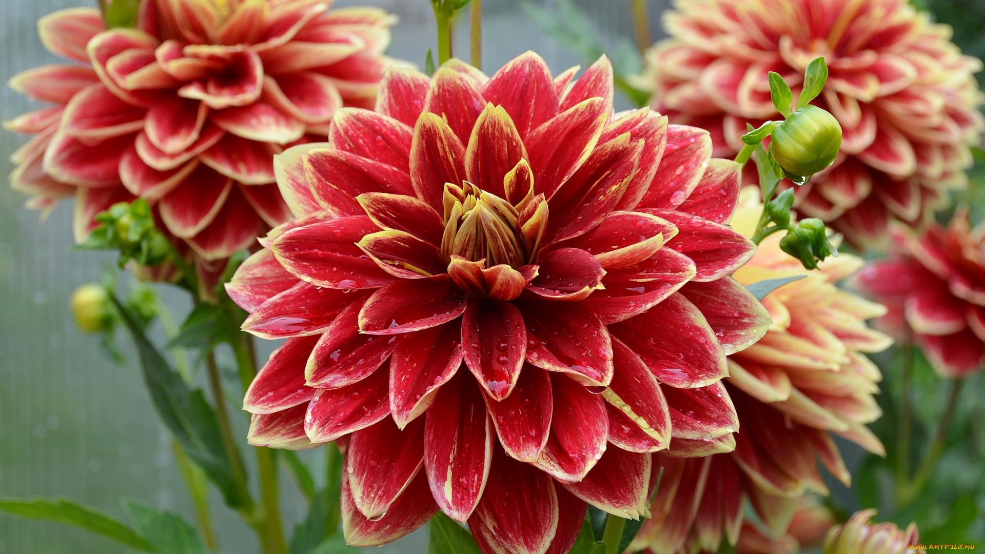 цветы, георгины, лето, дача, сад