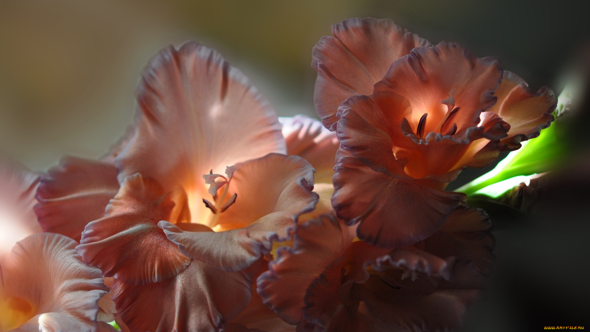 цветы, гладиолусы, красиво