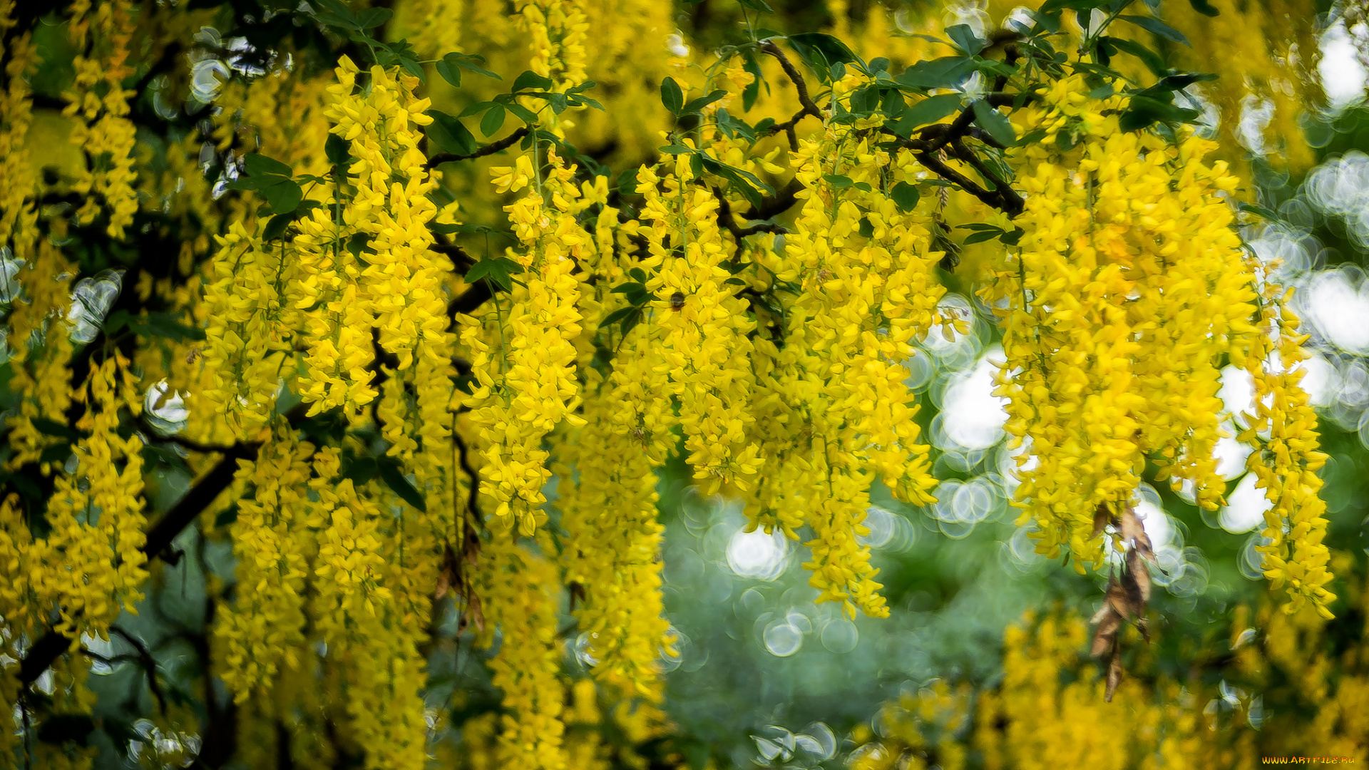 цветы, глициния, ветки, куст, цветение