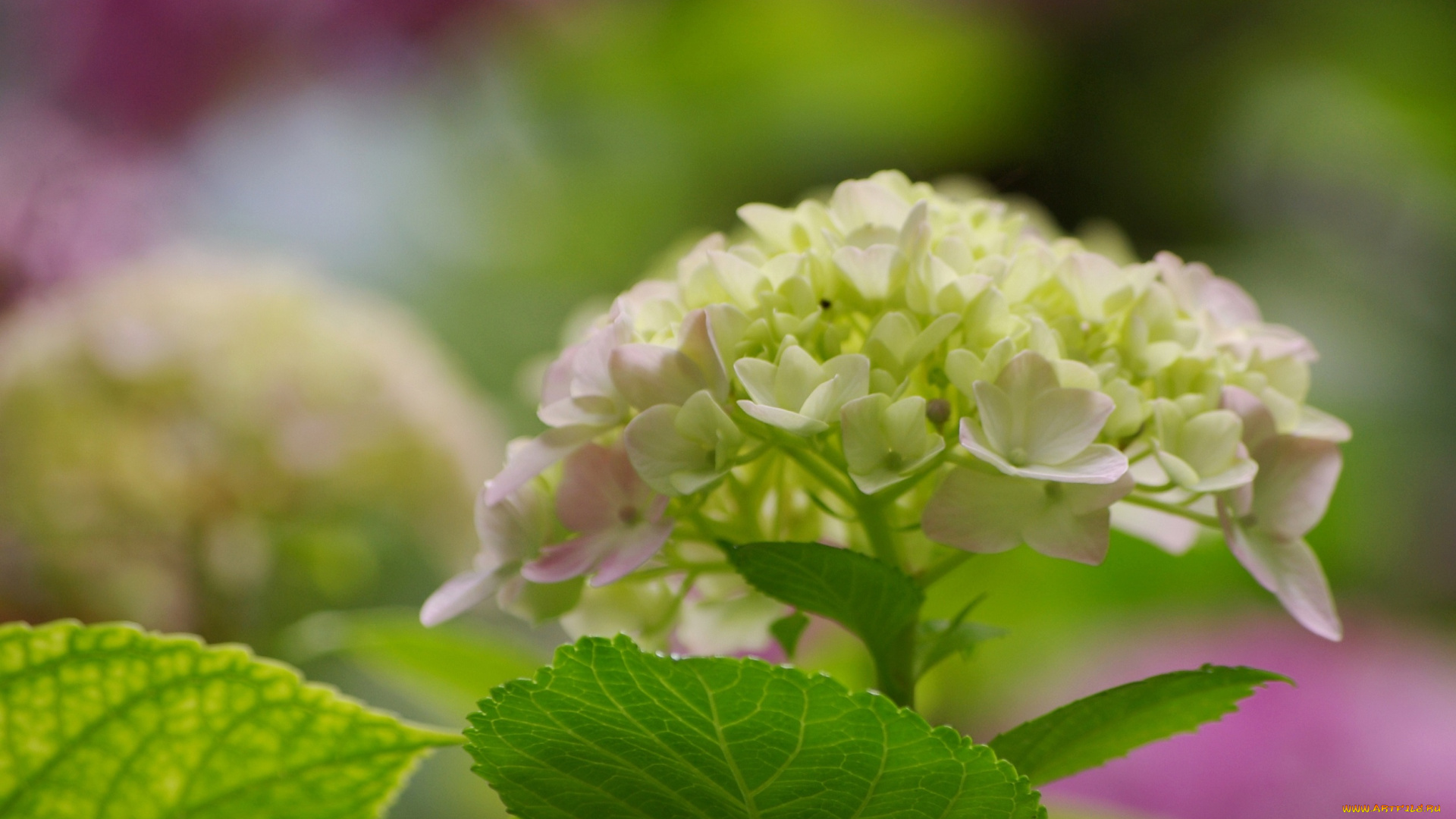 цветы, гортензия, краски, черногория, лето