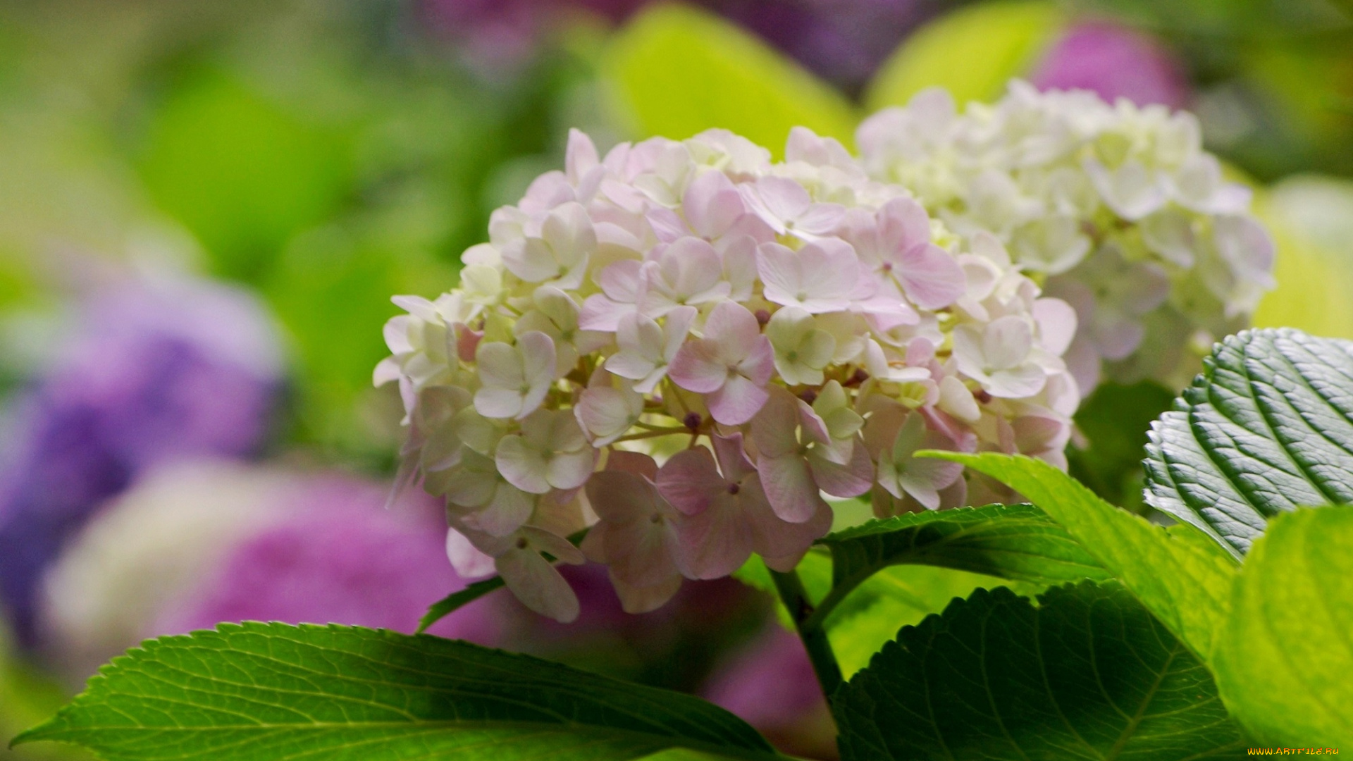 цветы, гортензия, краски, лето, черногория