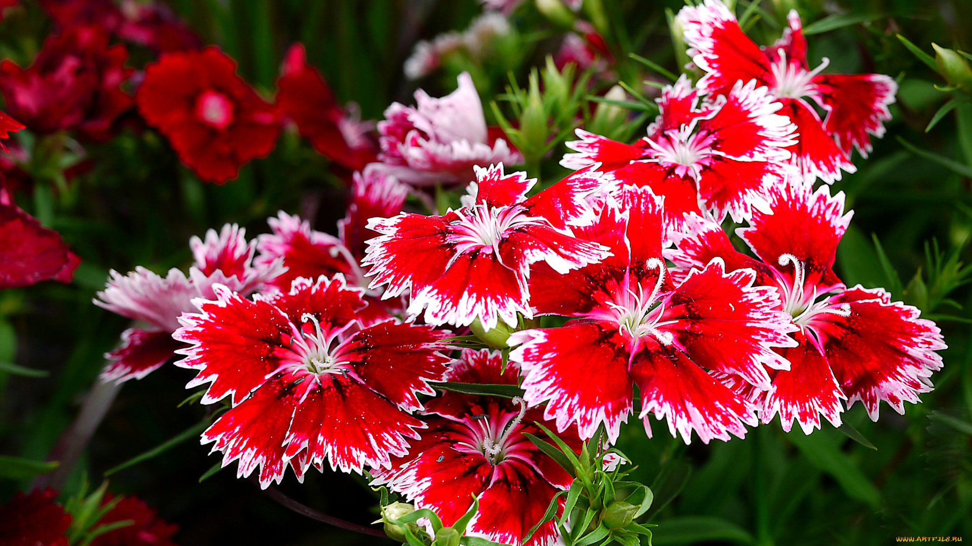 цветы, гвоздики, цветок