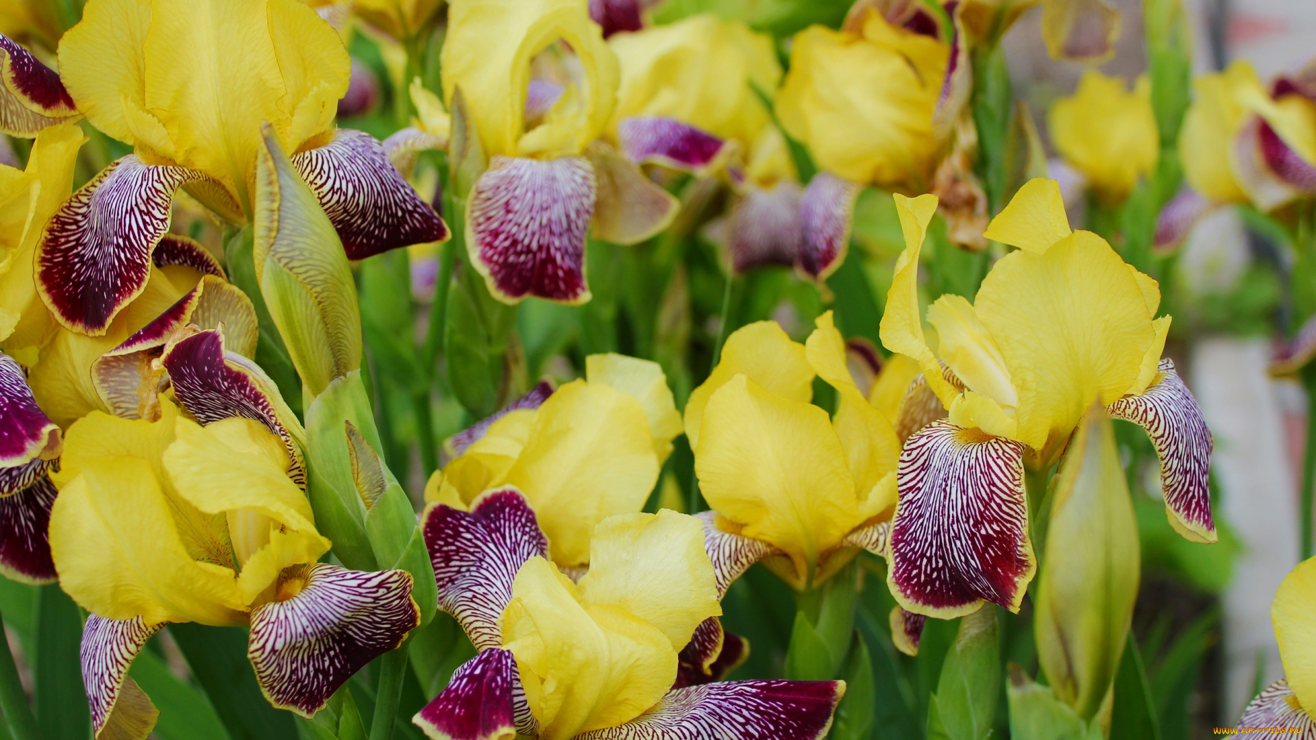 цветы, ирисы, цветение, листья, лепестки, ирис