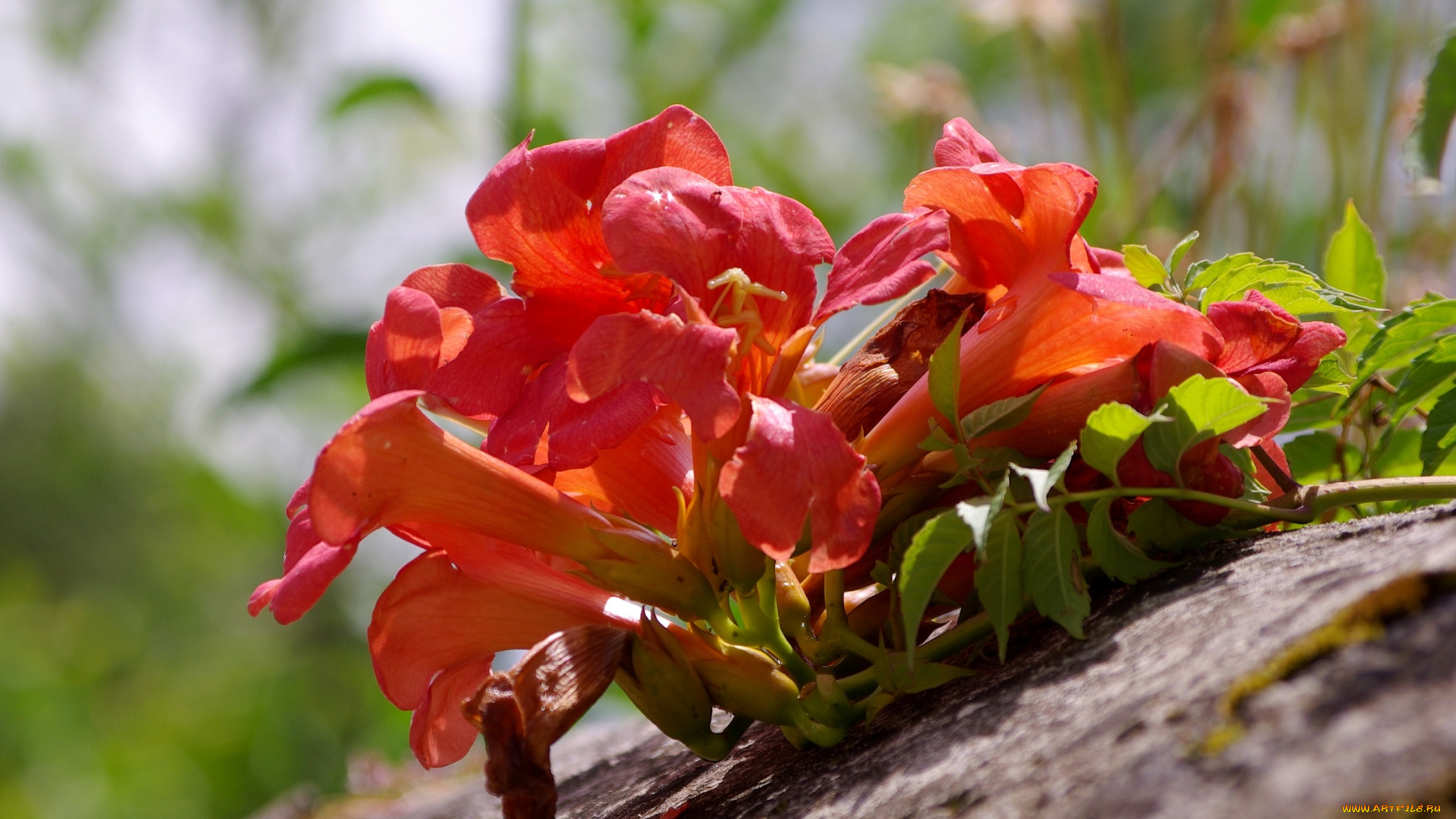 цветы, кампсис, , текома, лето, камень