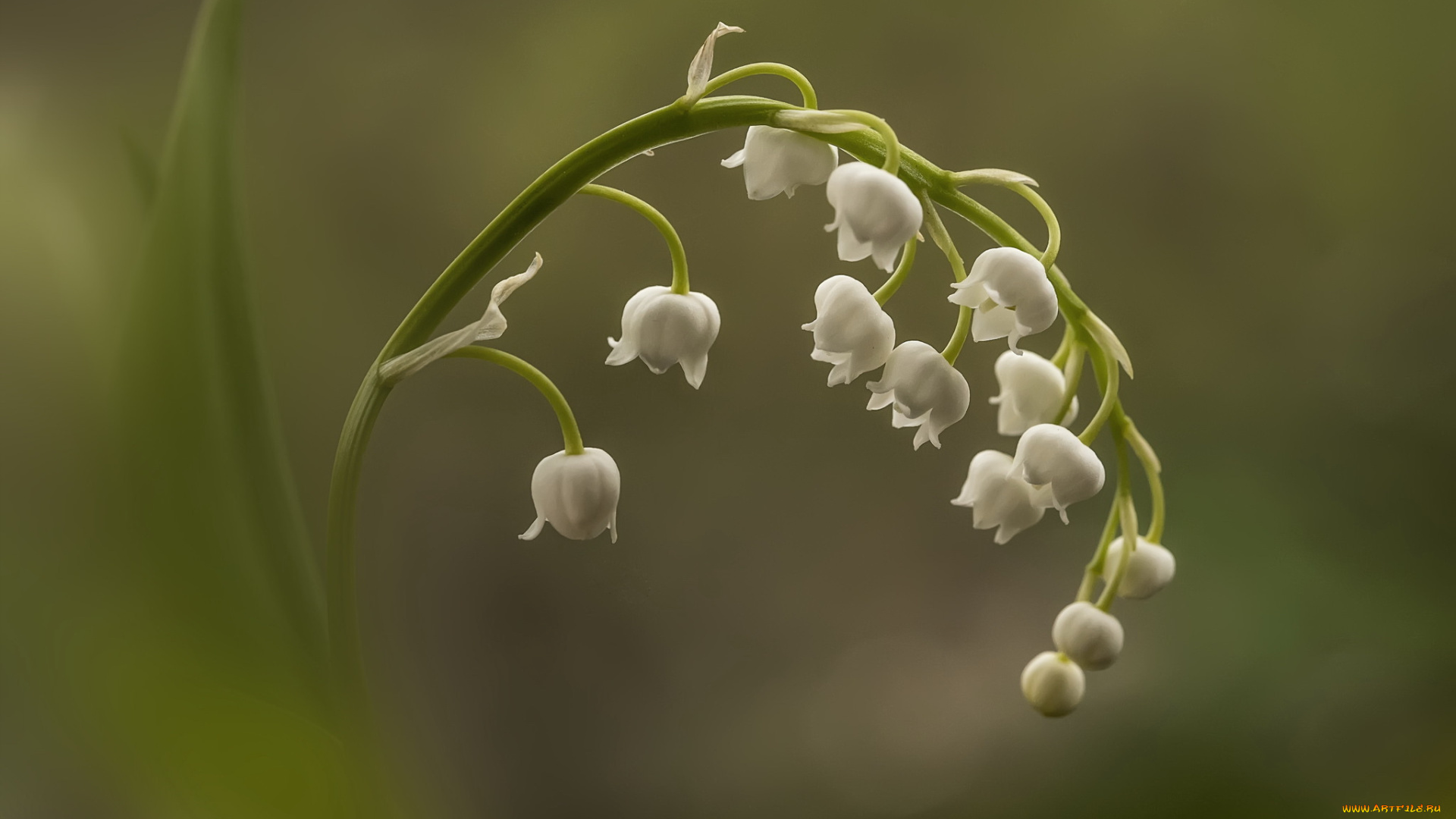 цветы, ландыши, ландыш, майский, макро, цветок