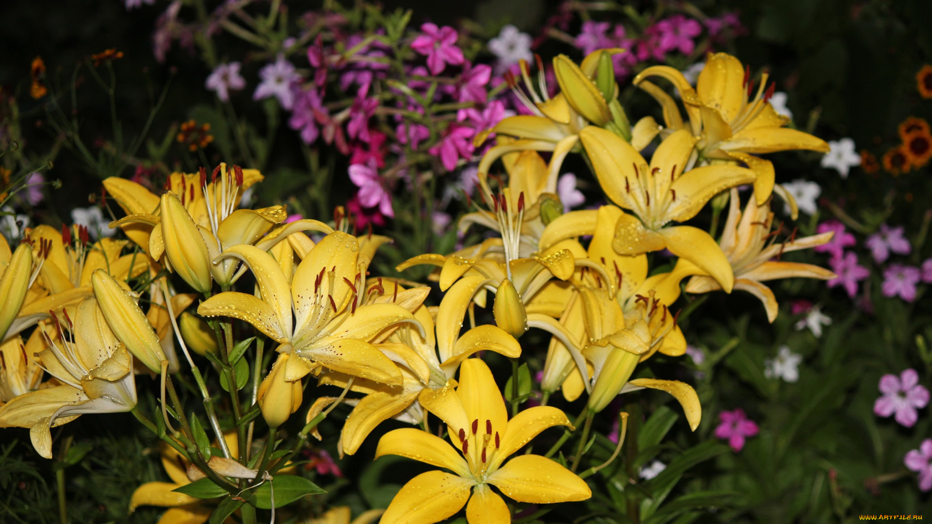 цветы, лилии, , лилейники, душистый, табак, вечер, лето, июль