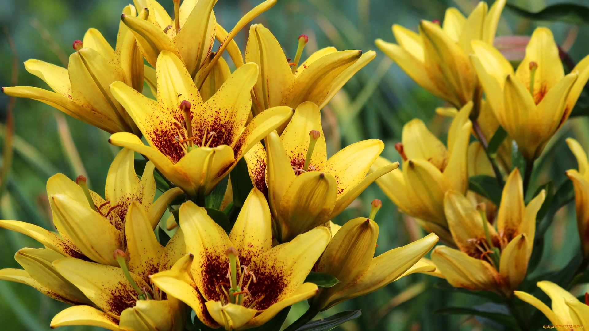 цветы, лилии, , лилейники, природа, лето, красота, дача, цветение