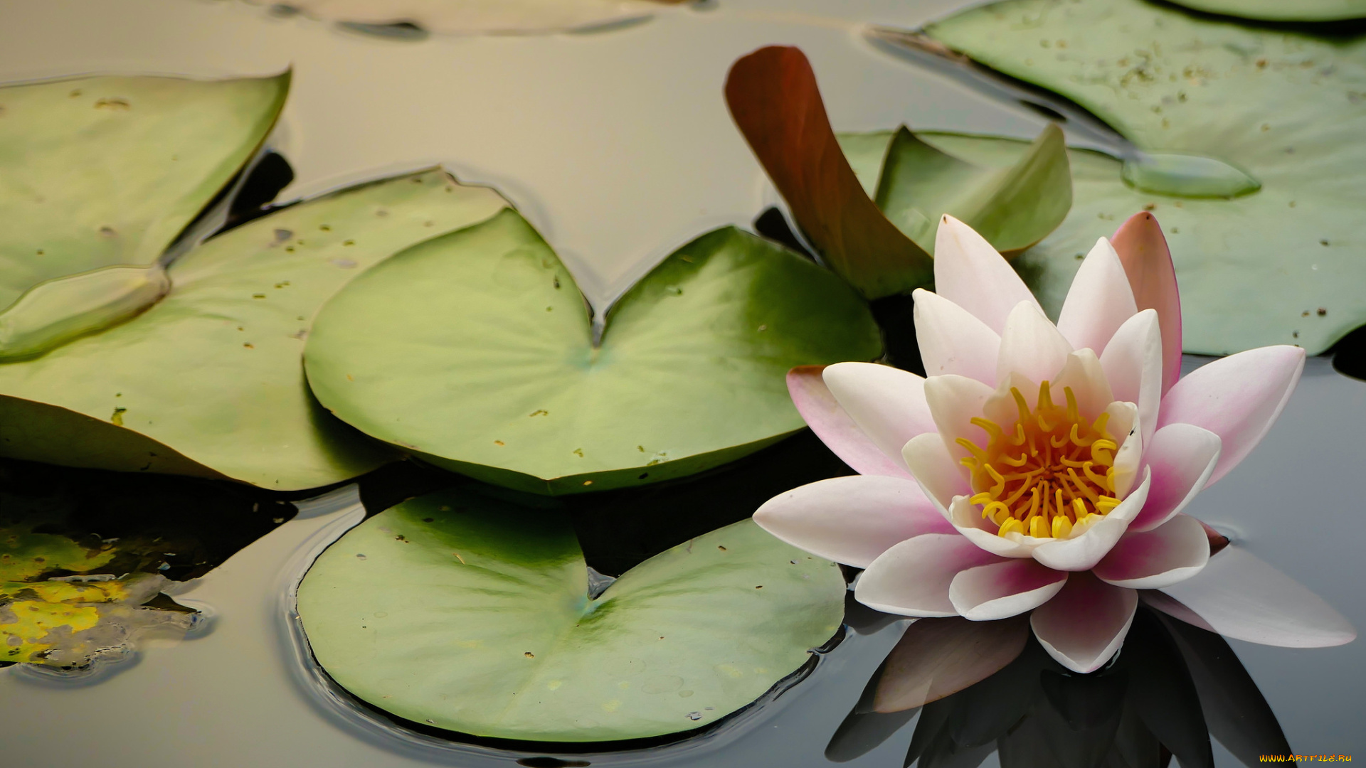 цветы, лилии, водяные, , нимфеи, , кувшинки, цветок