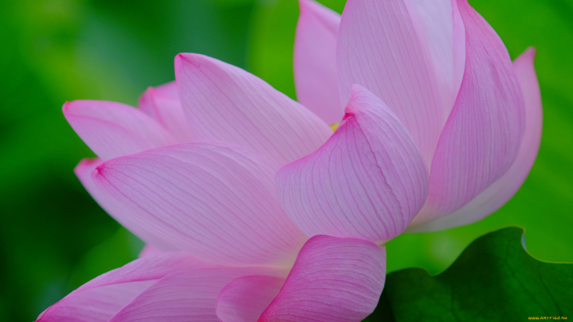 цветы, лотосы, лепестки, лотос, цветок, цветение