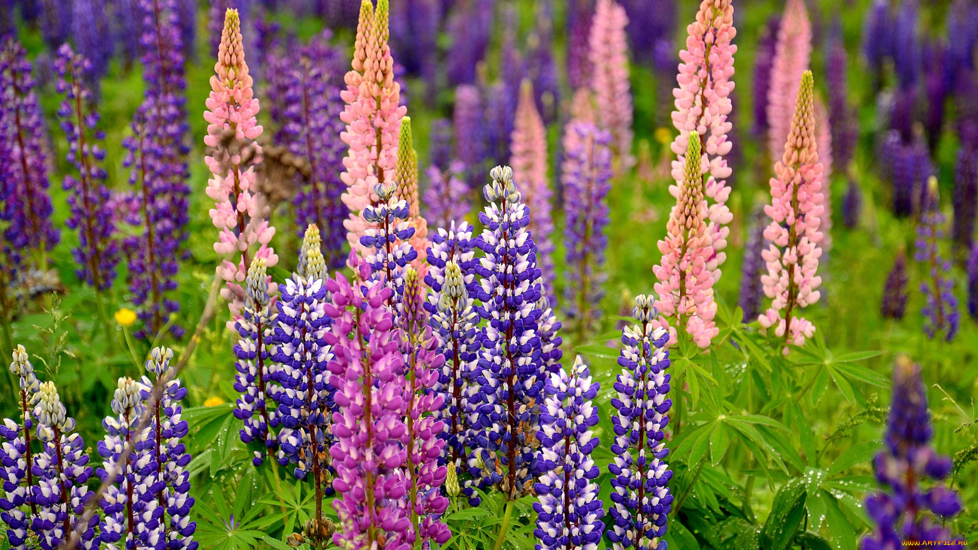 цветы, люпин, цветки, цветение, природа, поле, фиолетовый