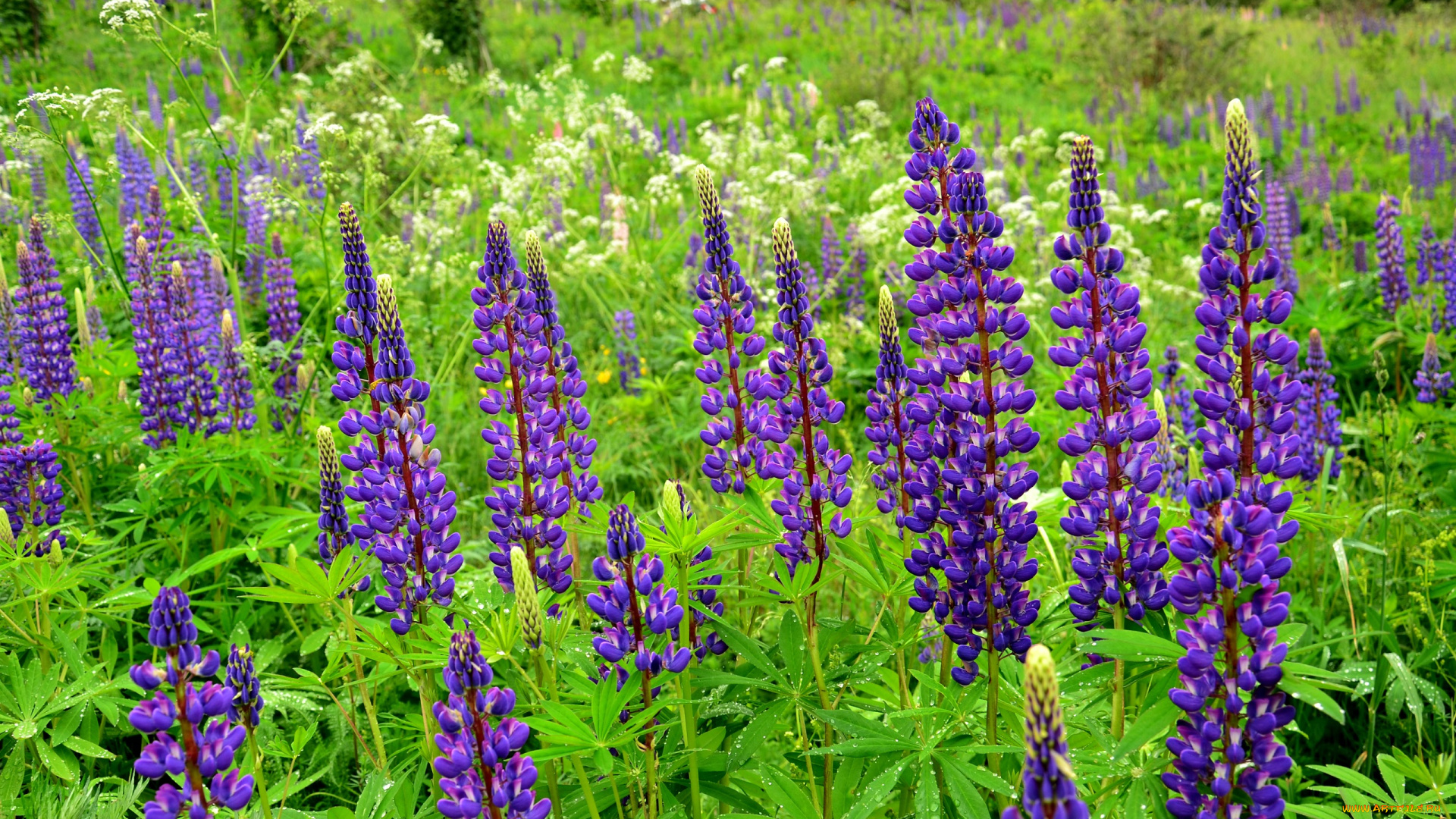 цветы, люпин, фиолетовый, цветение, цветки, природа, поле
