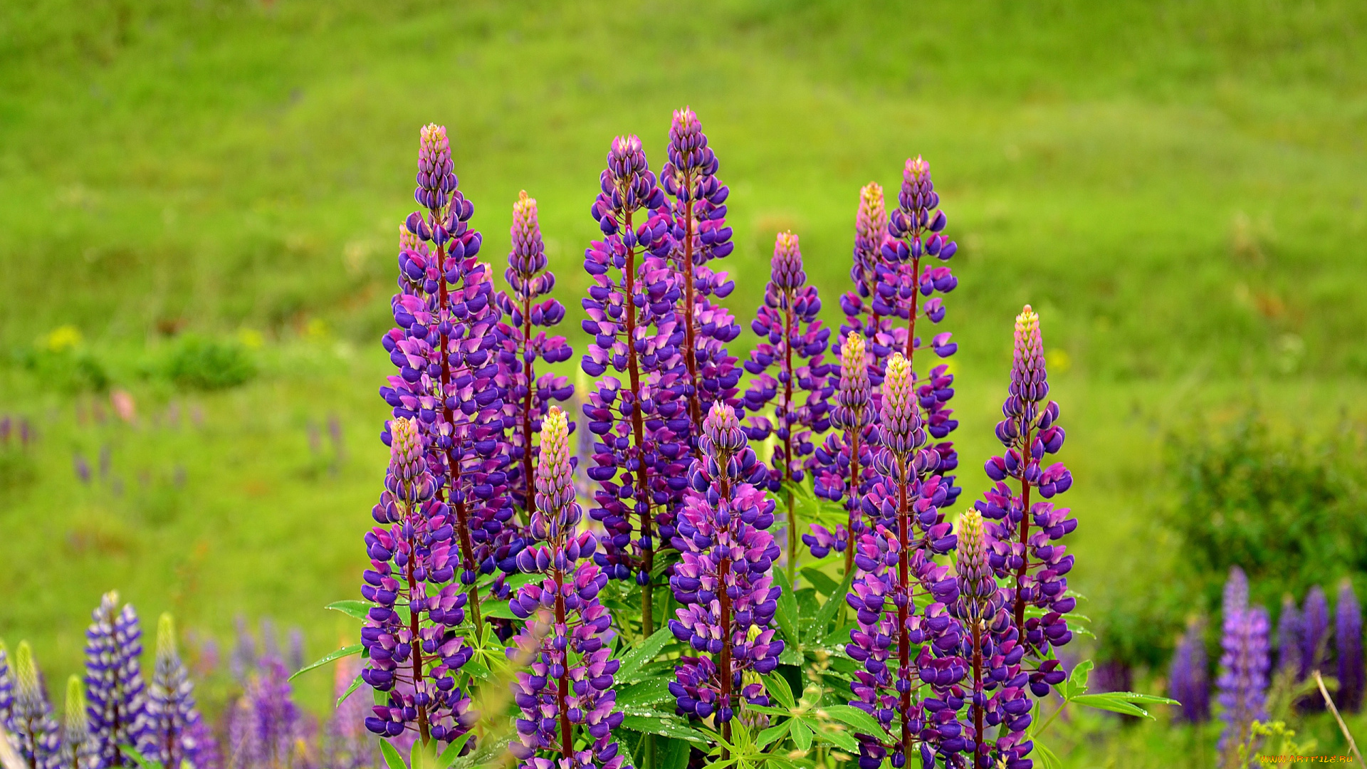 цветы, люпин, природа, поле, фиолетовый, цветки, цветение