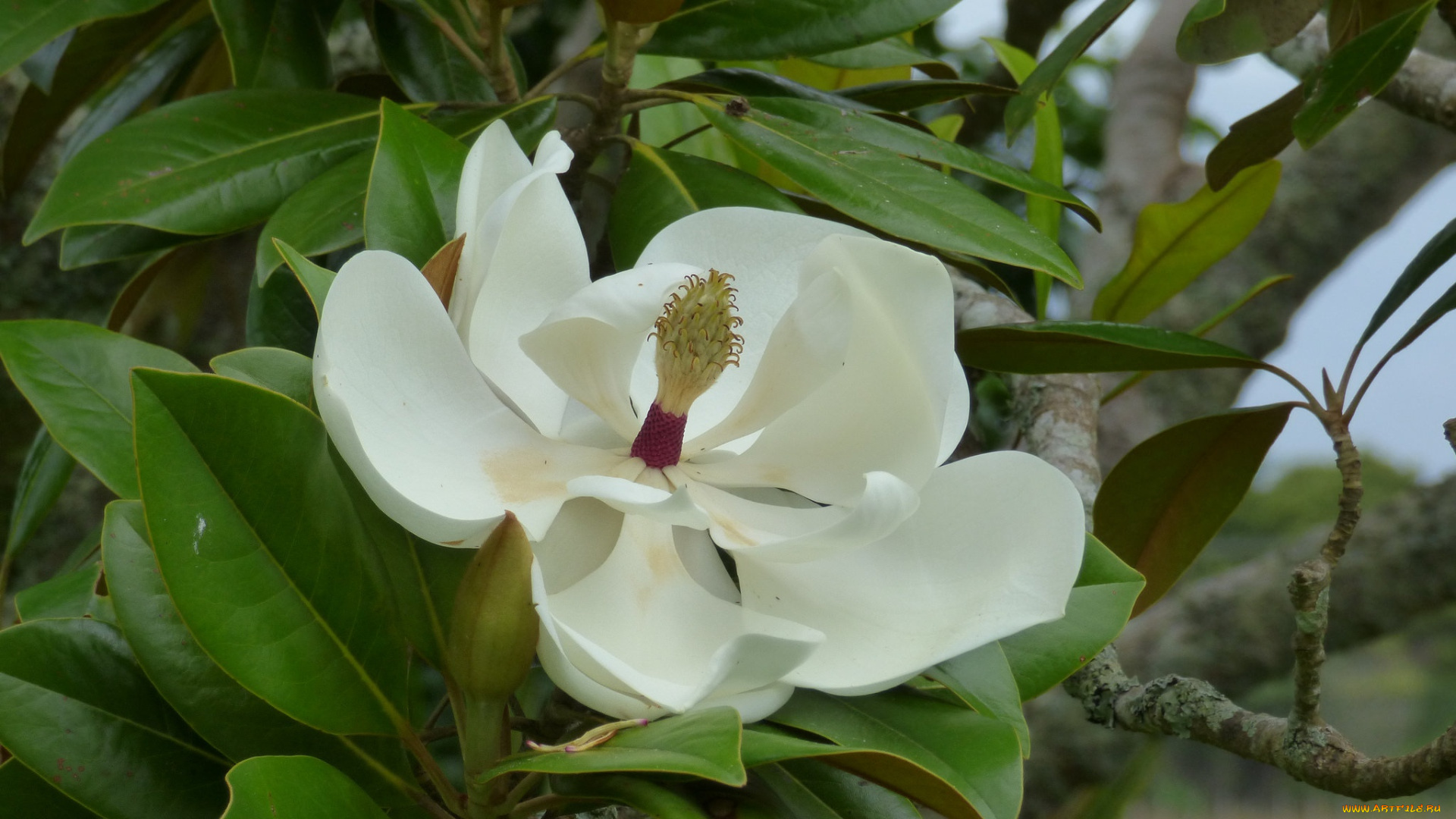 цветы, магнолии, белый, макро, магнолия