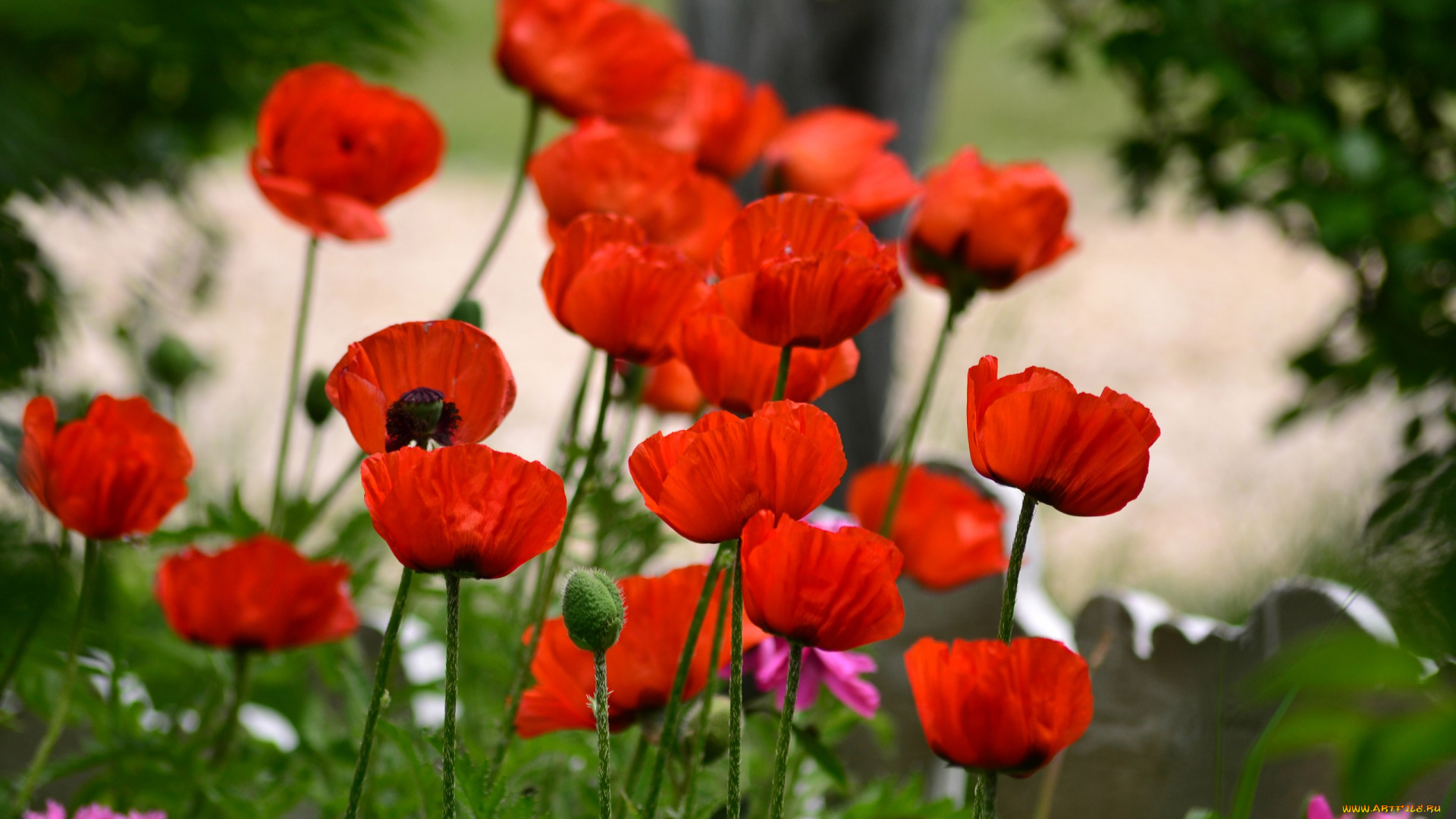 цветы, маки, цветение, мак