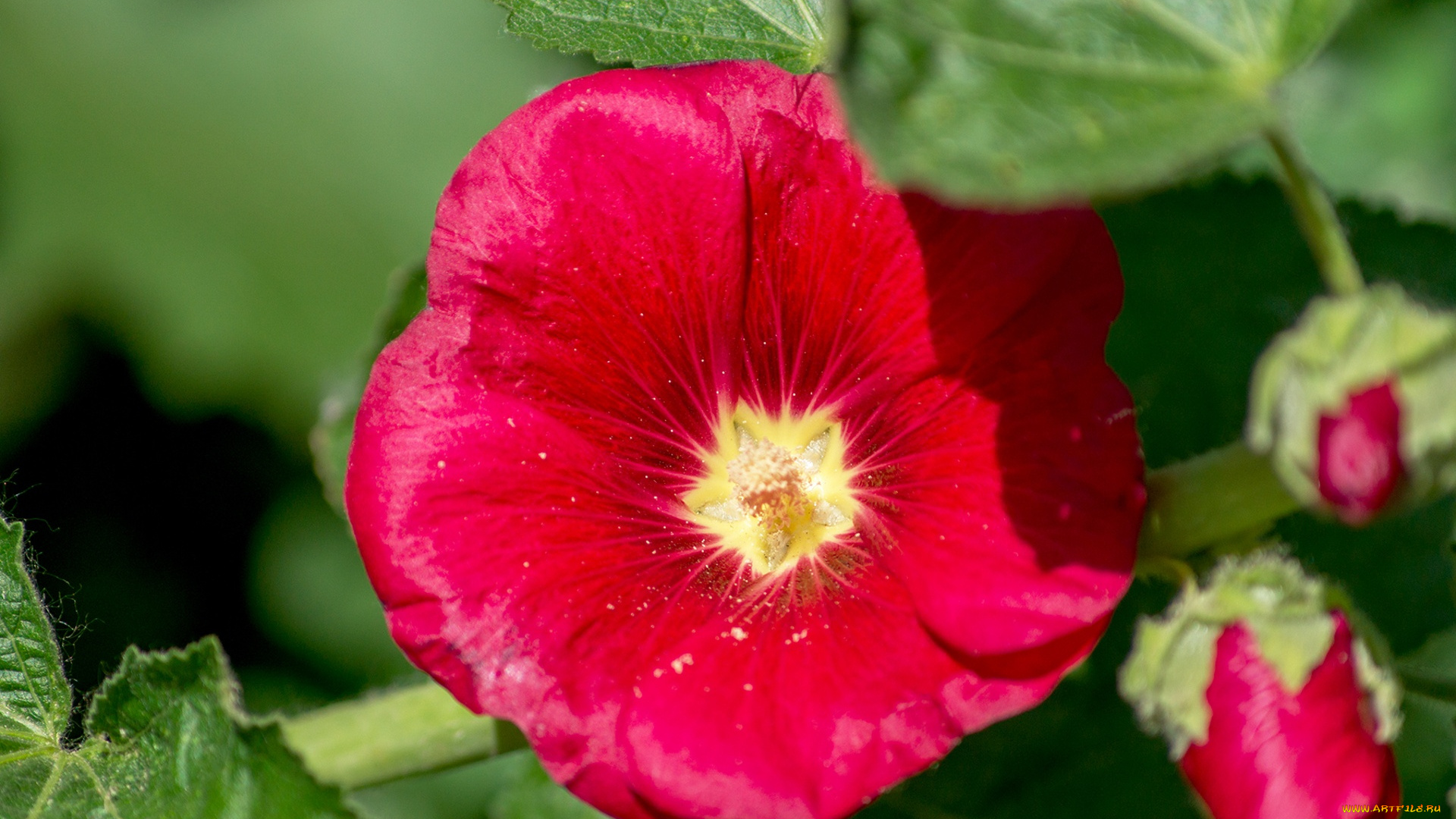 цветы, мальвы, мальва, красный, макро