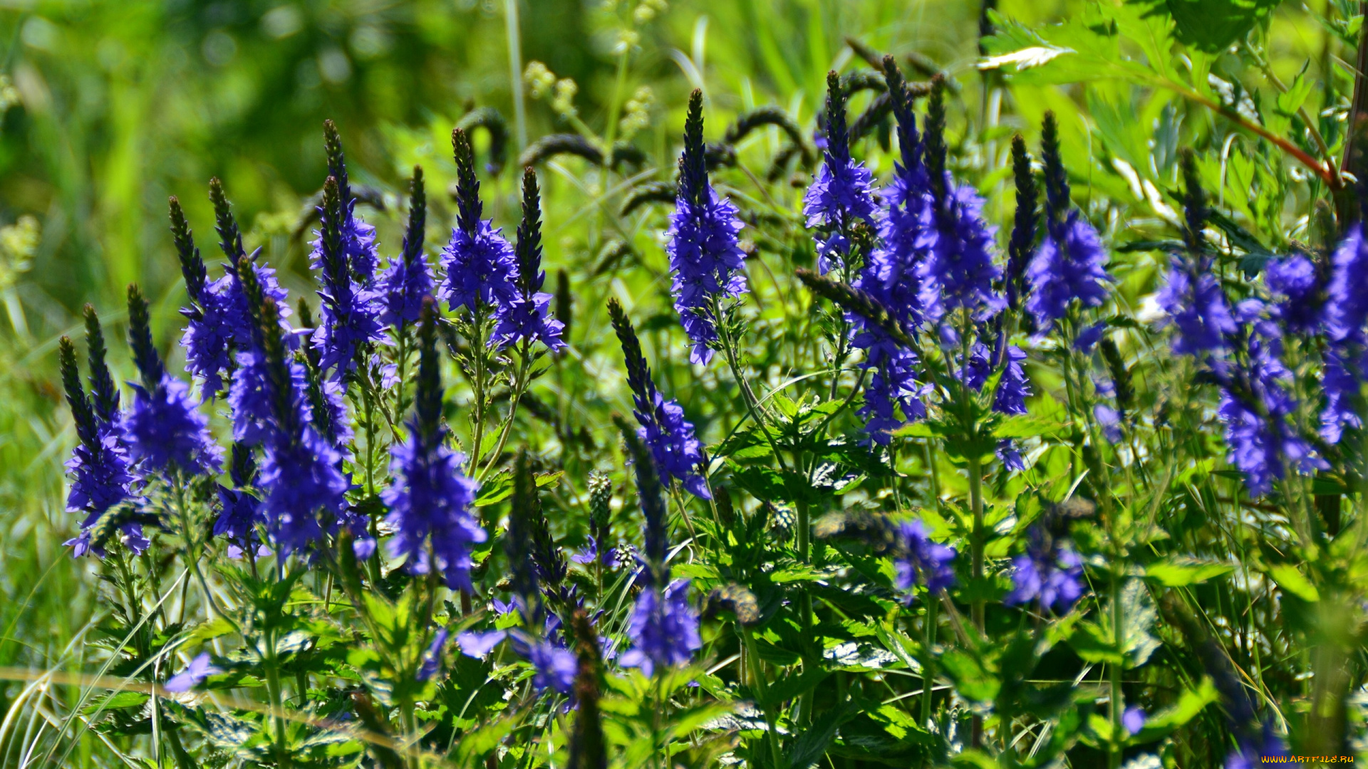 цветы, немофилы, , вероники, синие, вероника