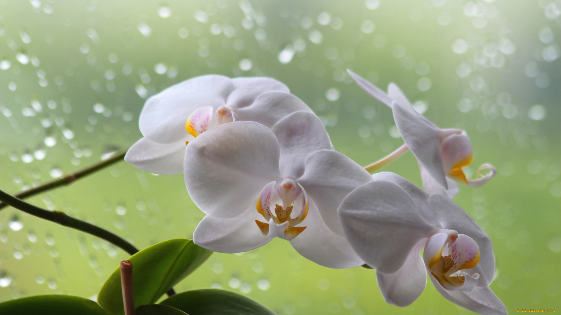 цветы, орхидеи, фаленопсис, орхидея, лето, красота, дом, дождь, цветение