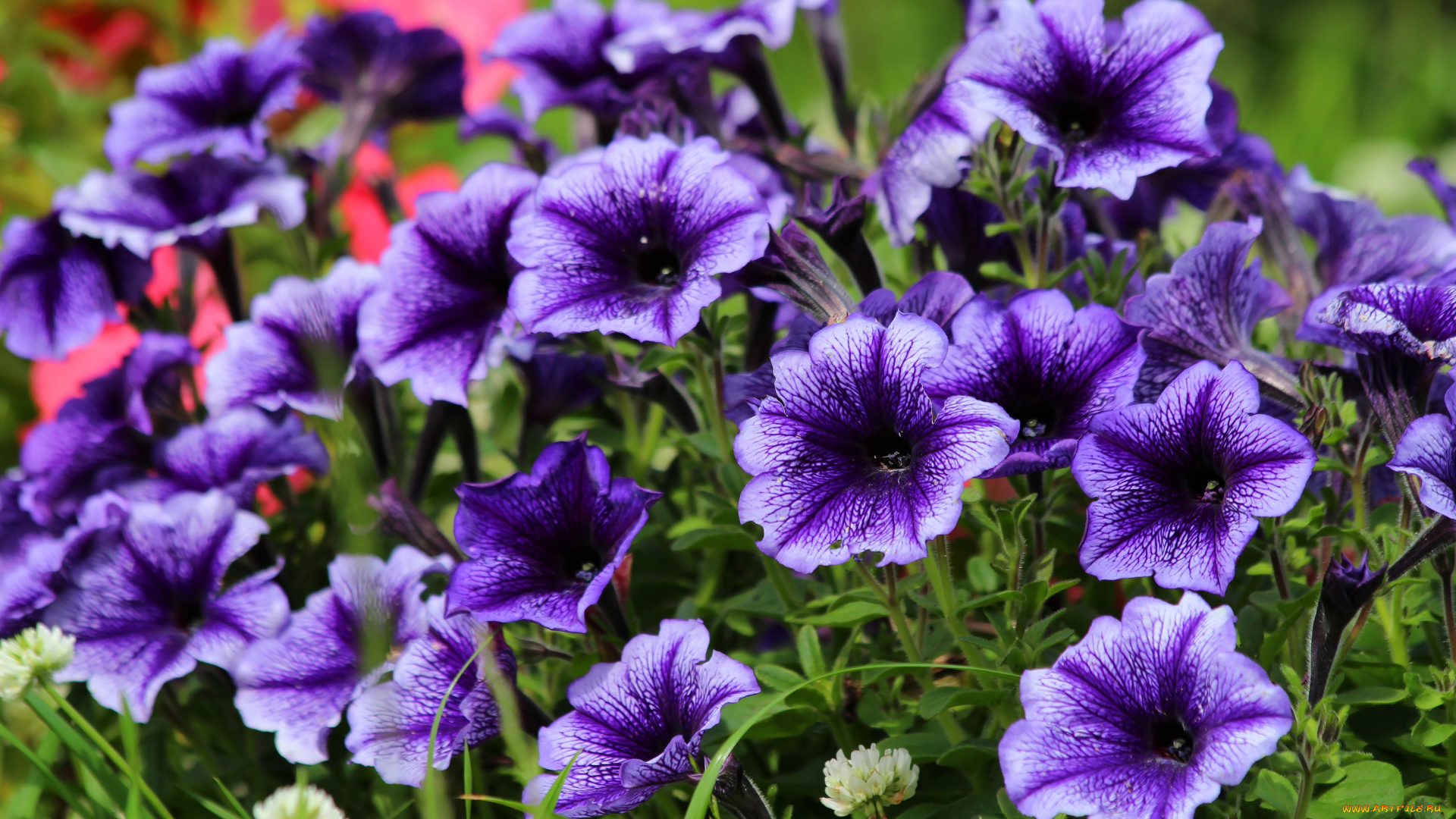 цветы, петунии, , калибрахоа, цветение, природа, петуния, красота, дача, лето