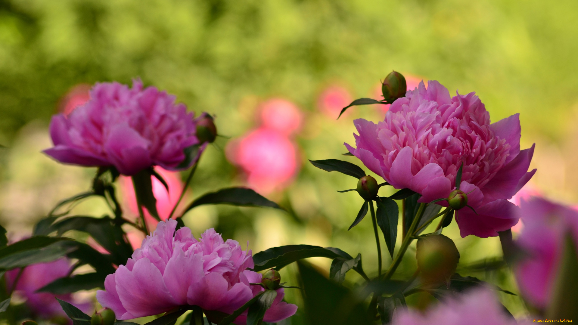 цветы, пионы, пион, листья, бутон, лепестки, цветение