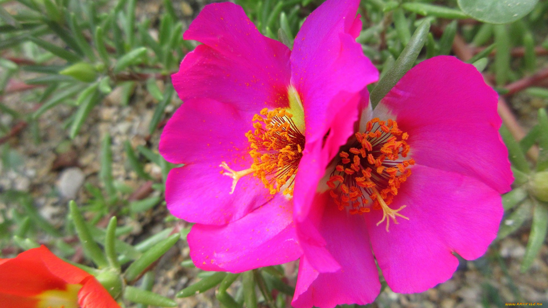 цветы, портулак, цвет, макро