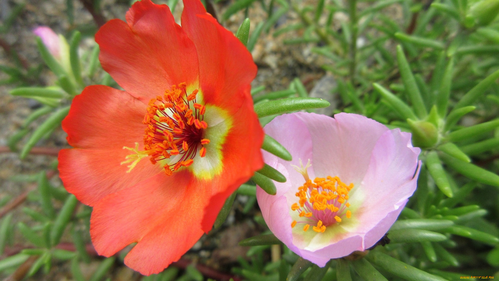 цветы, портулак, цвет, макро