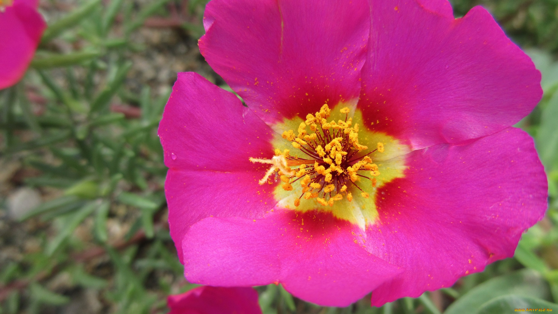 цветы, портулак, макро, цвет