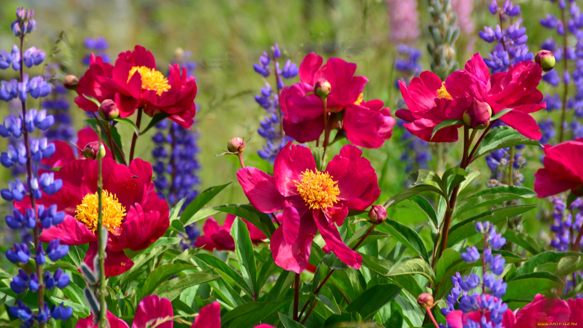 цветы, разные, вместе, пионы, люпины