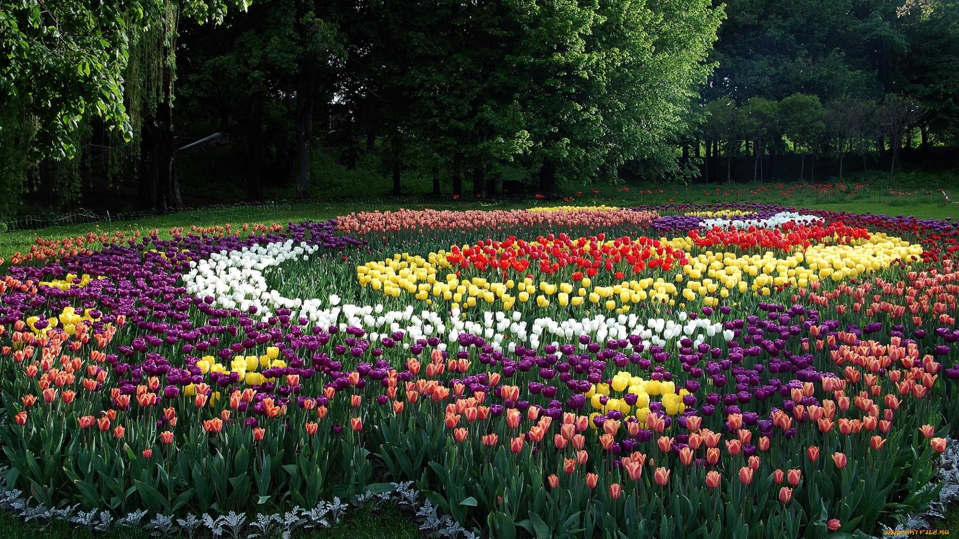 цветы, разные, вместе, выставка, тюльпаны, красота