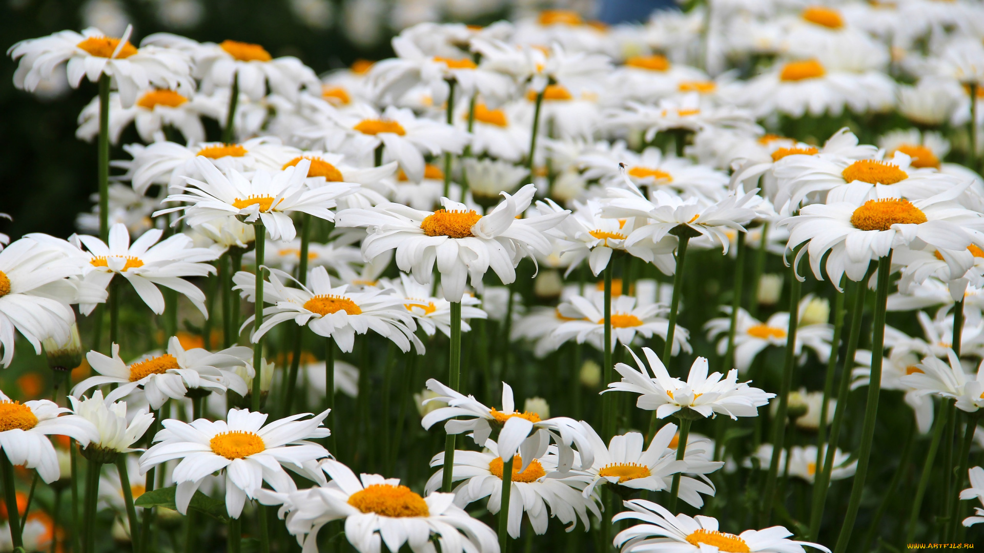 цветы, ромашки, цветение, лето, природа, красота