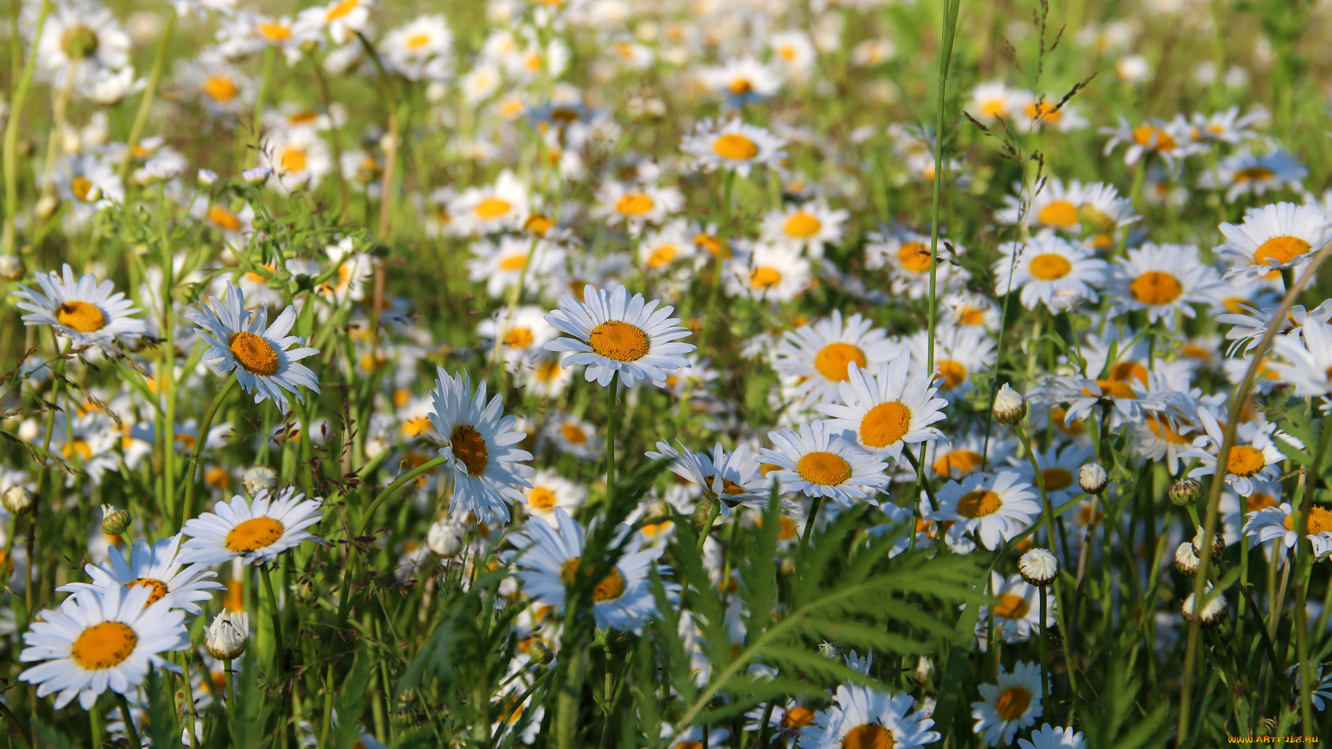 цветы, ромашки, цветение, рязань, россия, рязанщина, ромашковое, поле, природа, лето, красота