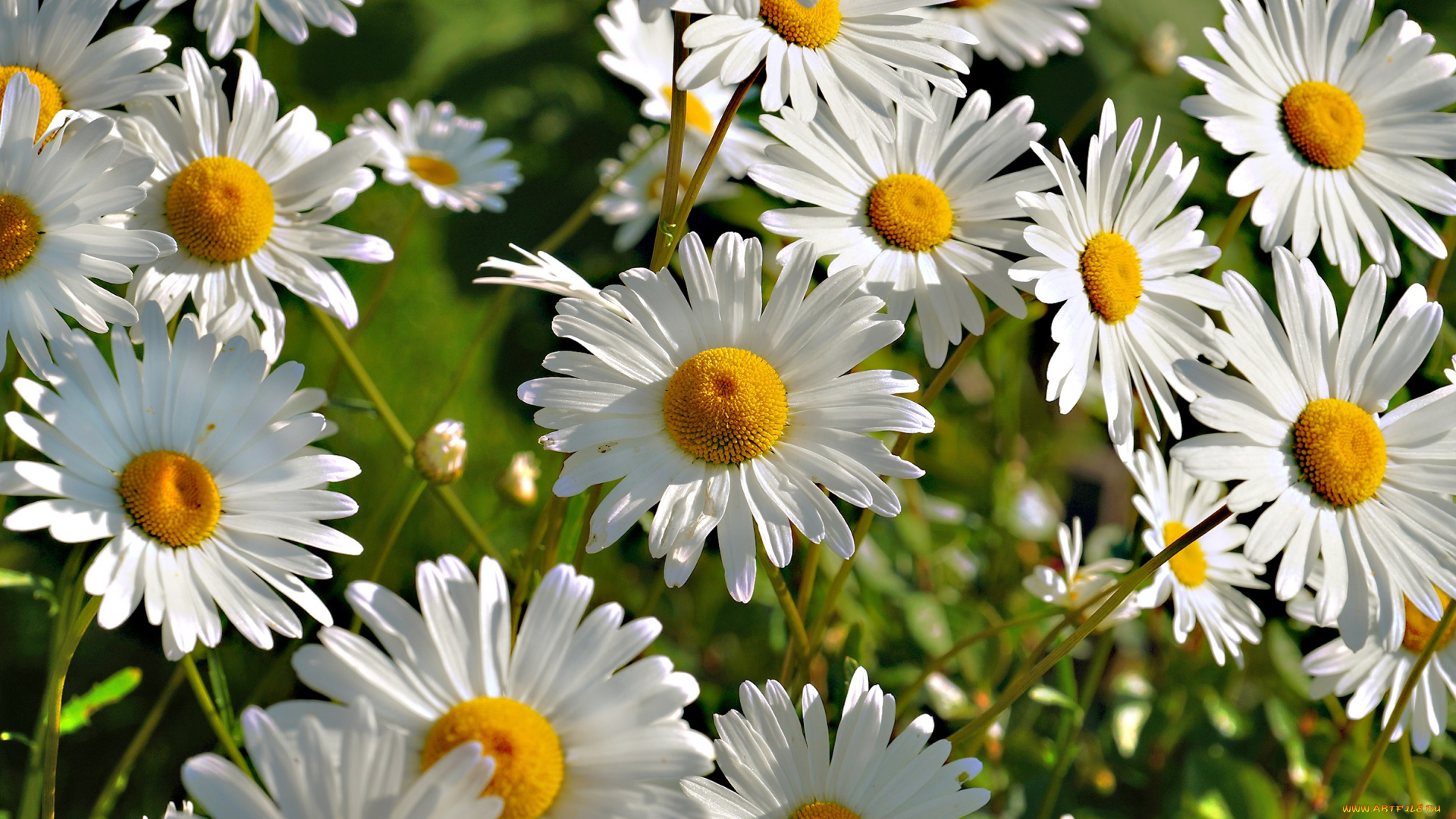 цветы, ромашки, природа, лето, цветение, белая, ромашка