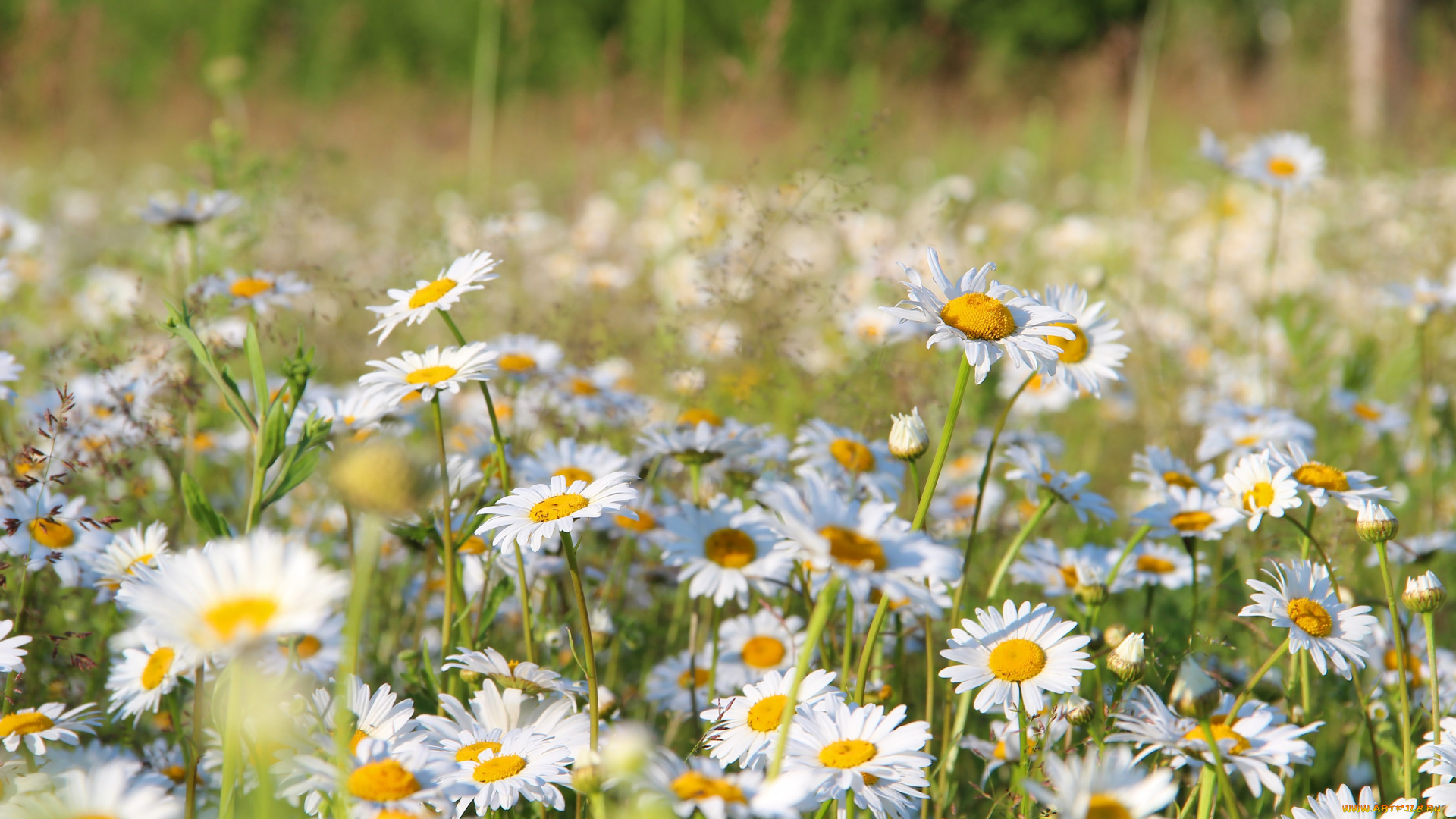 цветы, ромашки, рязань, рязанщина, поле, россия, природа, лето, красота, ромашковое